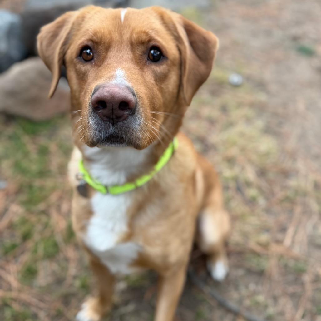 Gingerbread, a Adoptable mixed breed in Incline Village, NV image 2/6