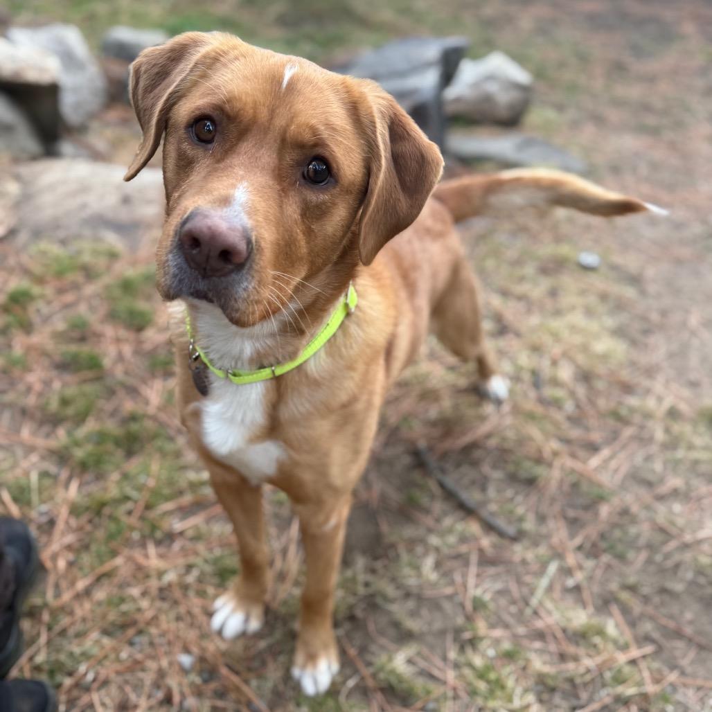 Gingerbread, a Adoptable mixed breed in Incline Village, NV image 4/6