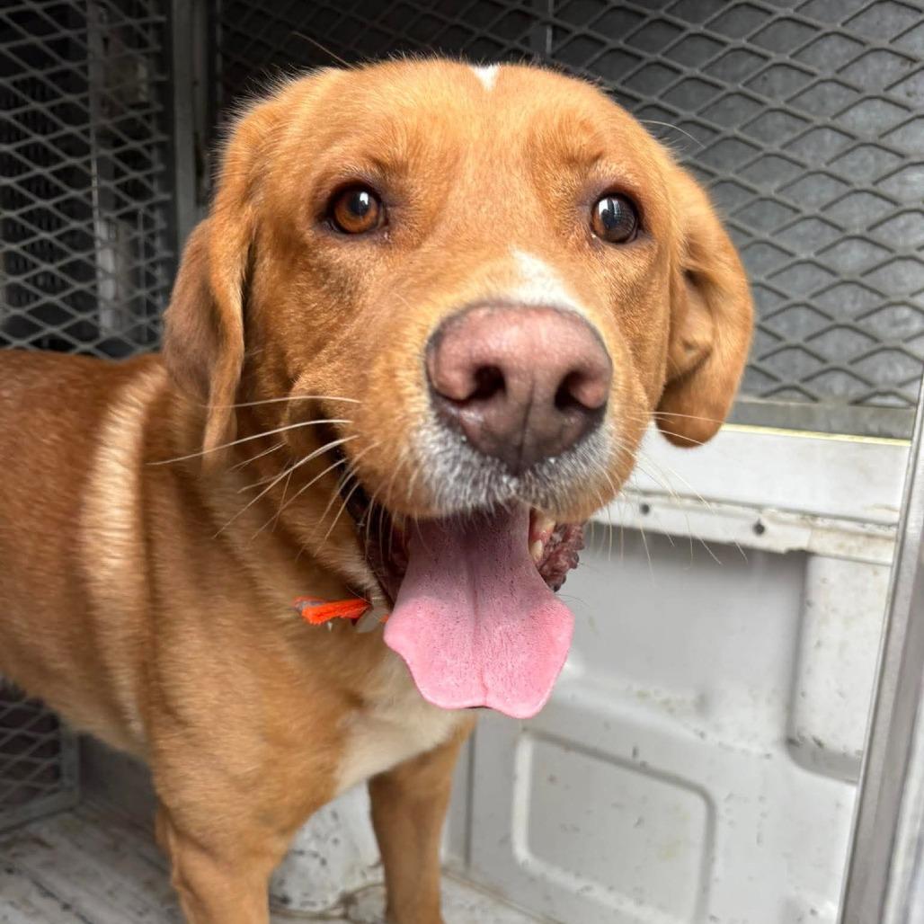 Gingerbread, a Adoptable mixed breed in Incline Village, NV image 5/6