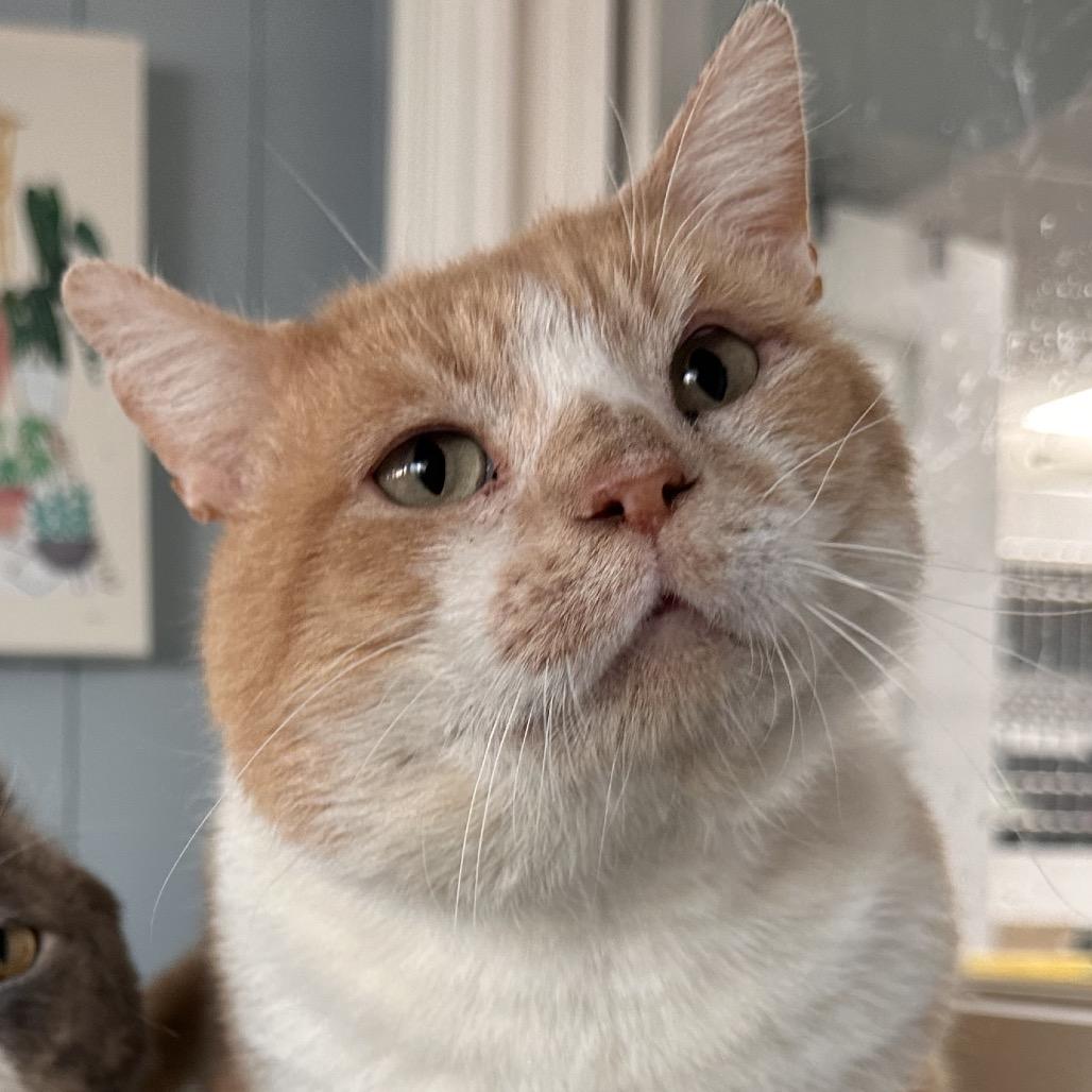 Enlarge Hamburglar, a Adoptable Domestic Short Hair in Pleasant Hill, MO image 1/1