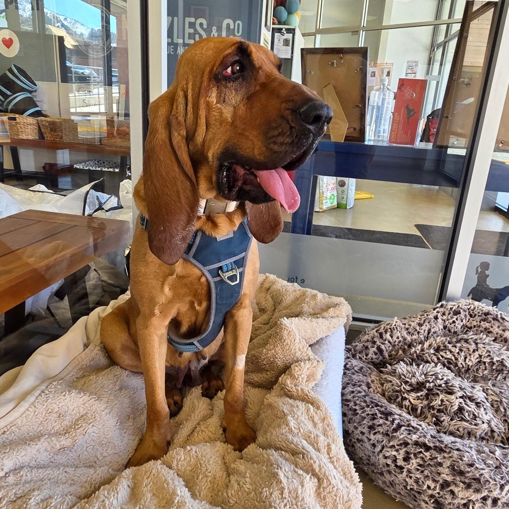 Silvia, Adoptable, Adult Female Mixed Breed.