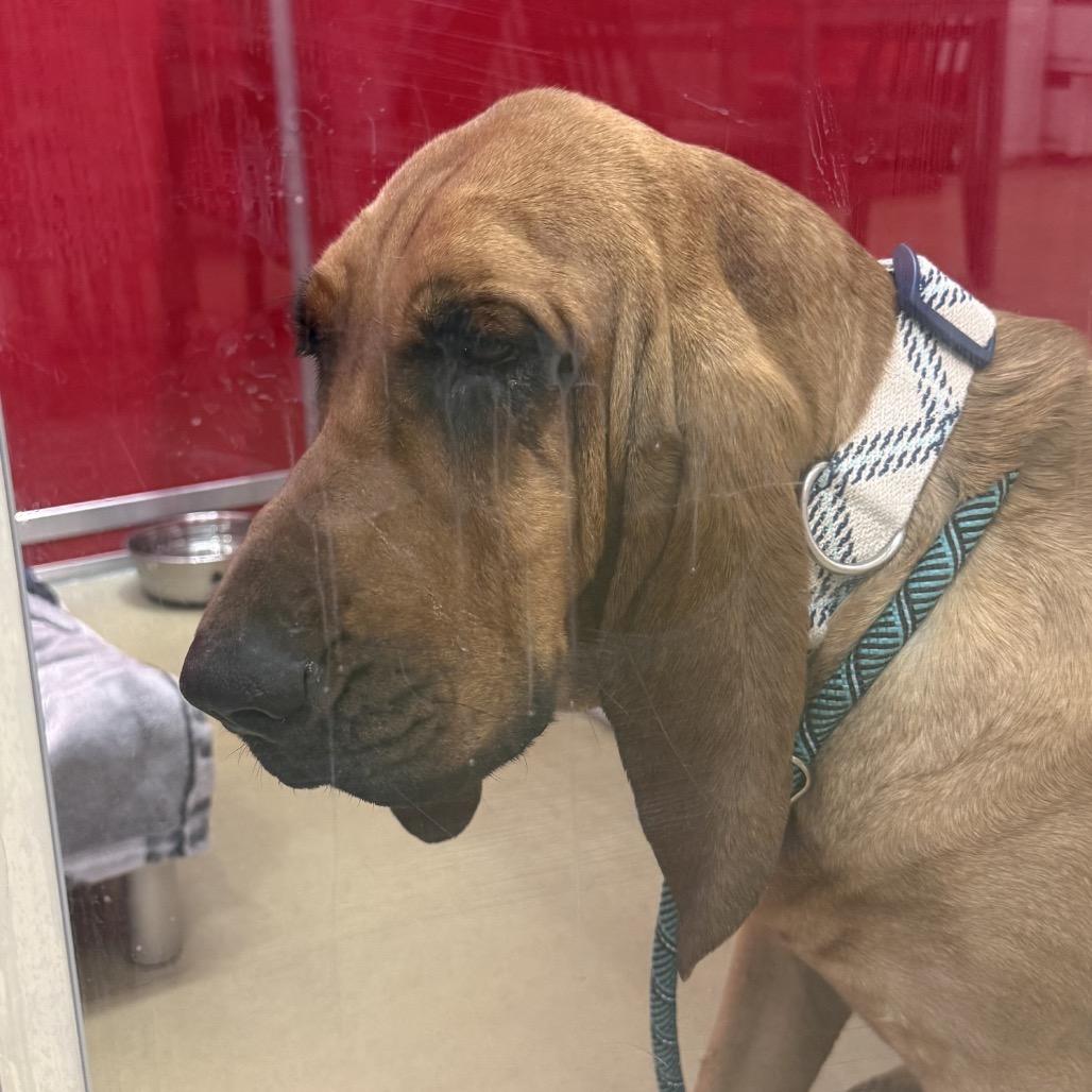 Enlarge Silvia, a Adoptable Mixed Breed in Park City, UT image 2/4