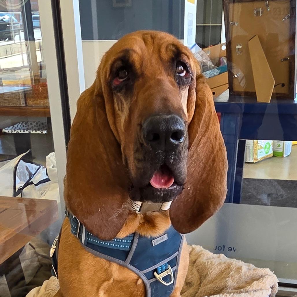 Enlarge Silvia, a Adoptable Mixed Breed in Park City, UT image 4/4