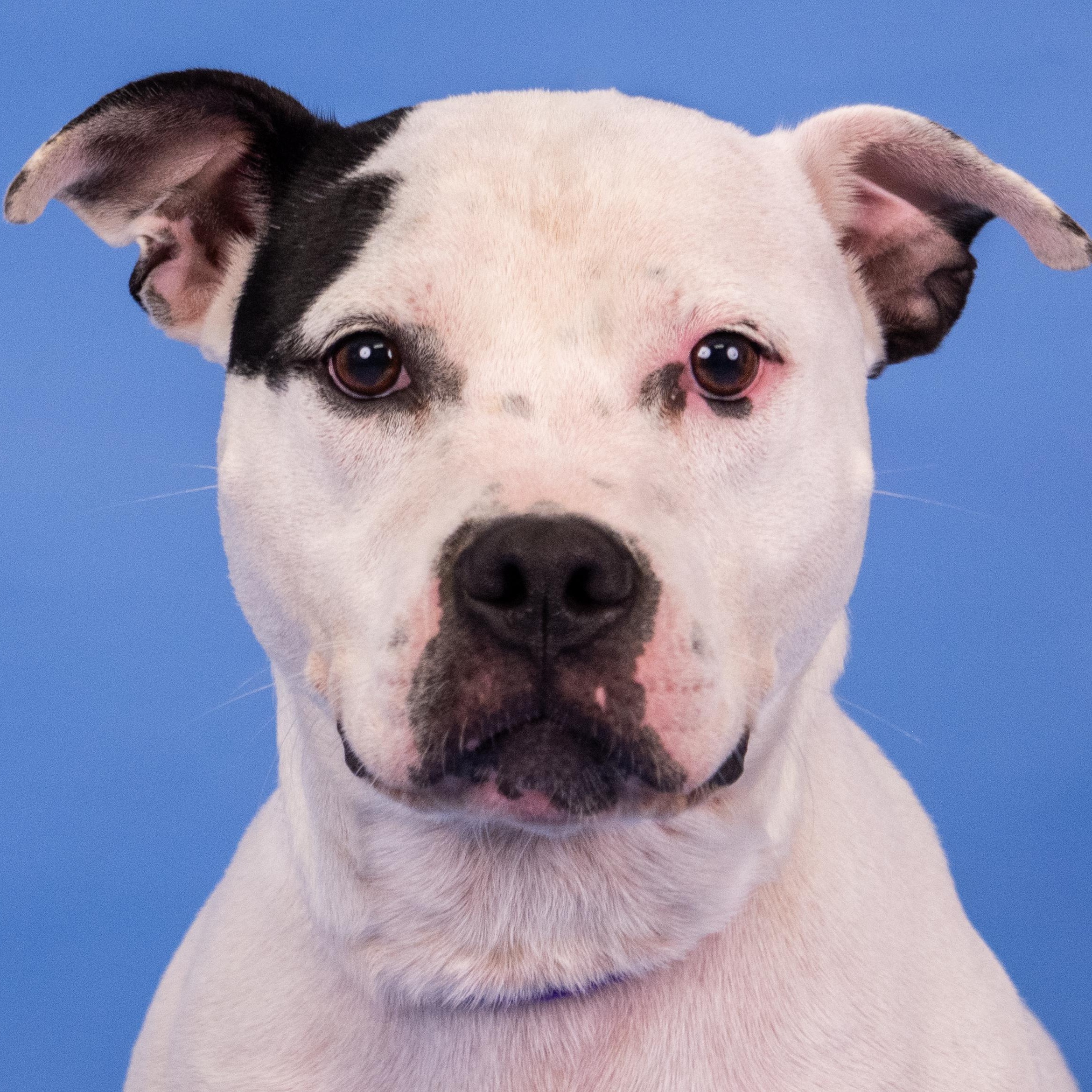 Pawz (ID 42784/ 1814)