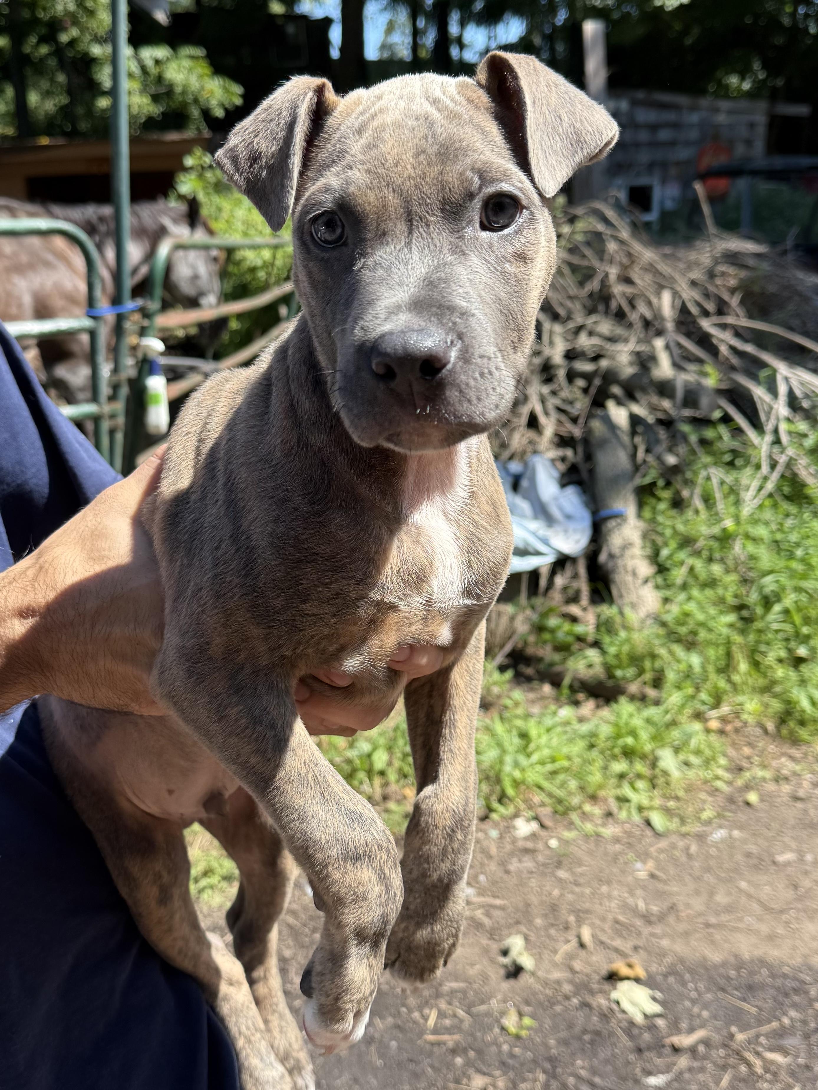 Enlarge SJ, a ADOPTABLE American Bully in Wanaque, NJ image 3/3