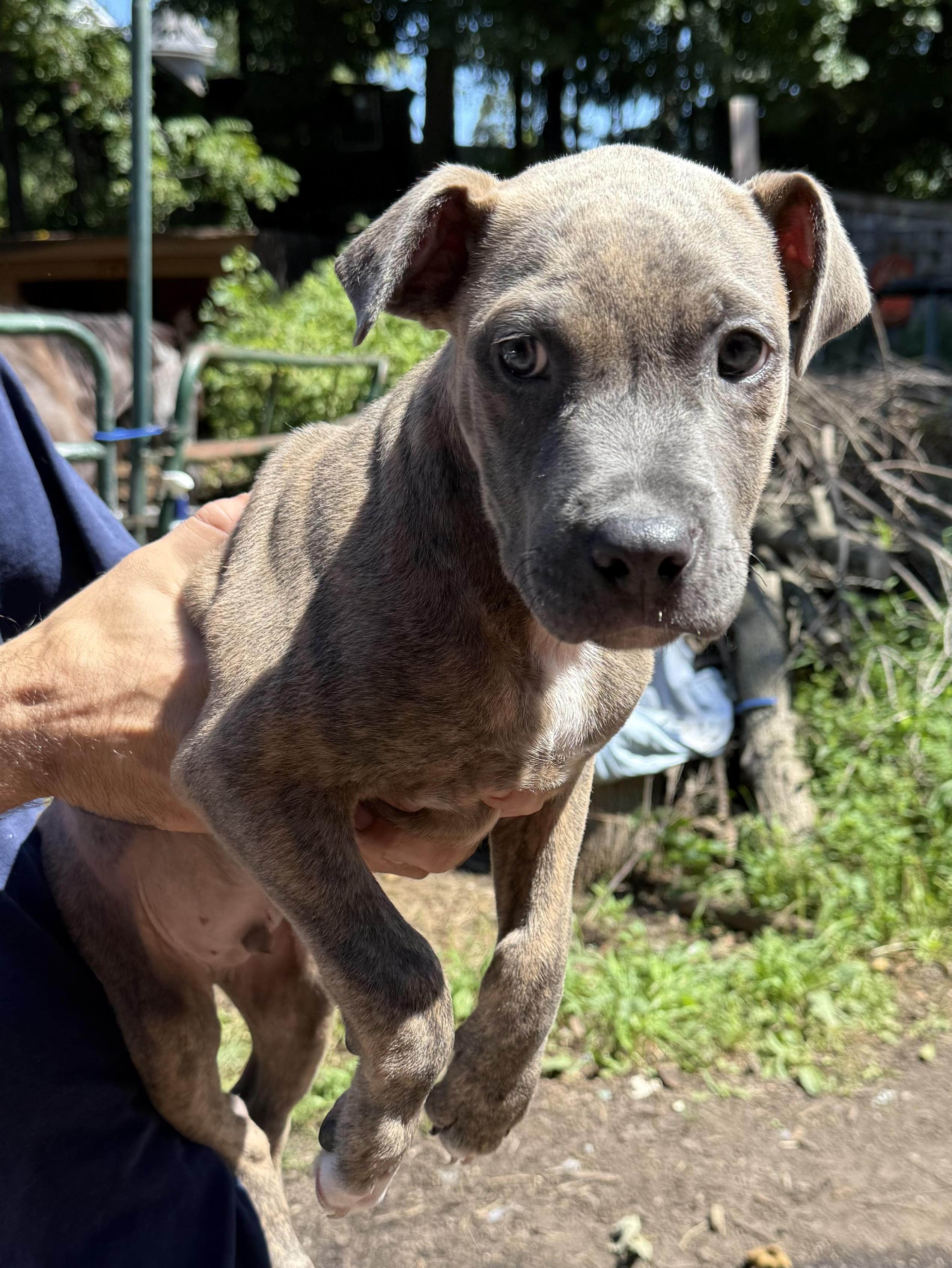 Enlarge SJ, a ADOPTABLE American Bully in Wanaque, NJ image 2/3