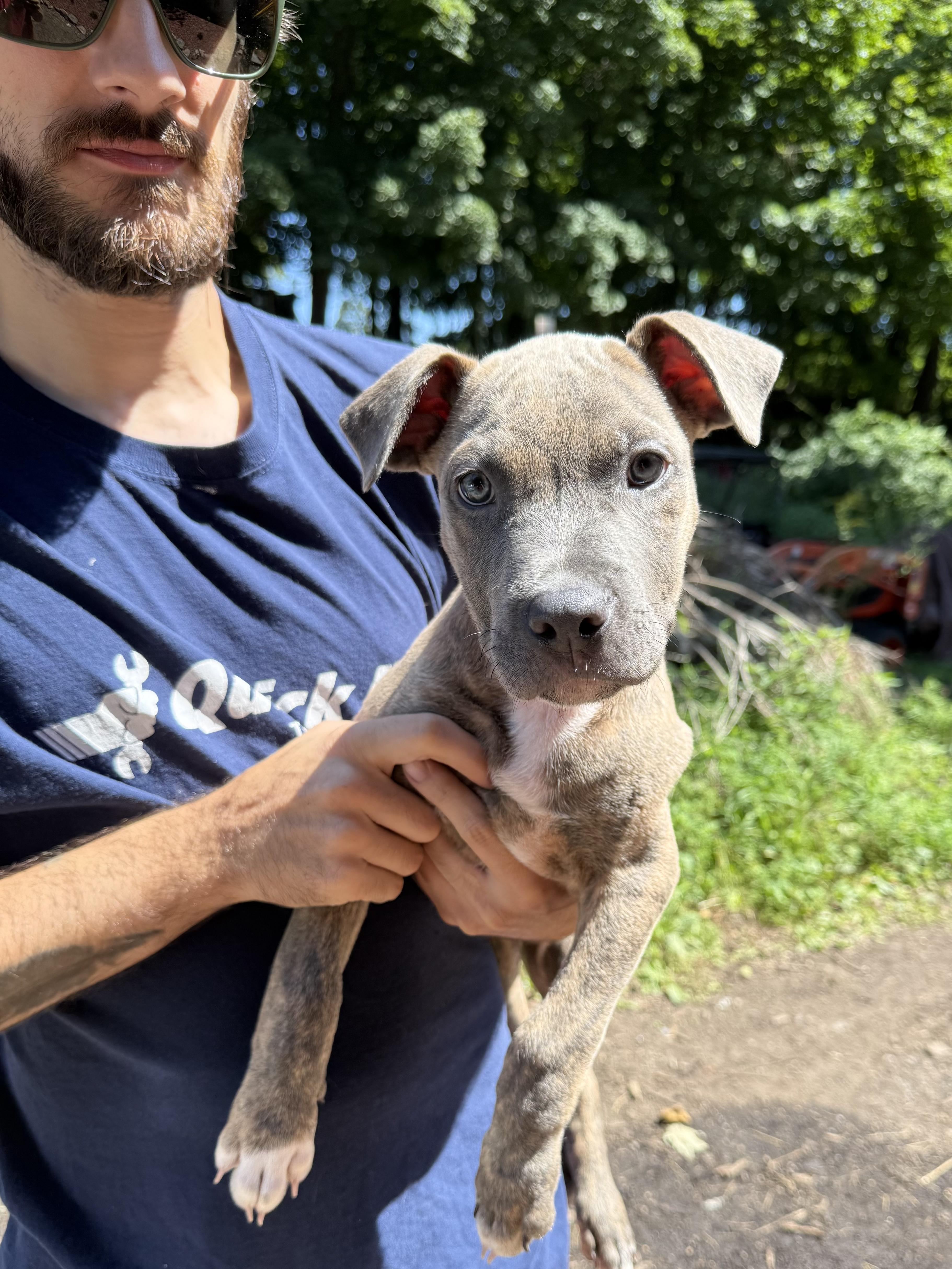 SJ, ADOPTABLE, Puppy Male American Bully.