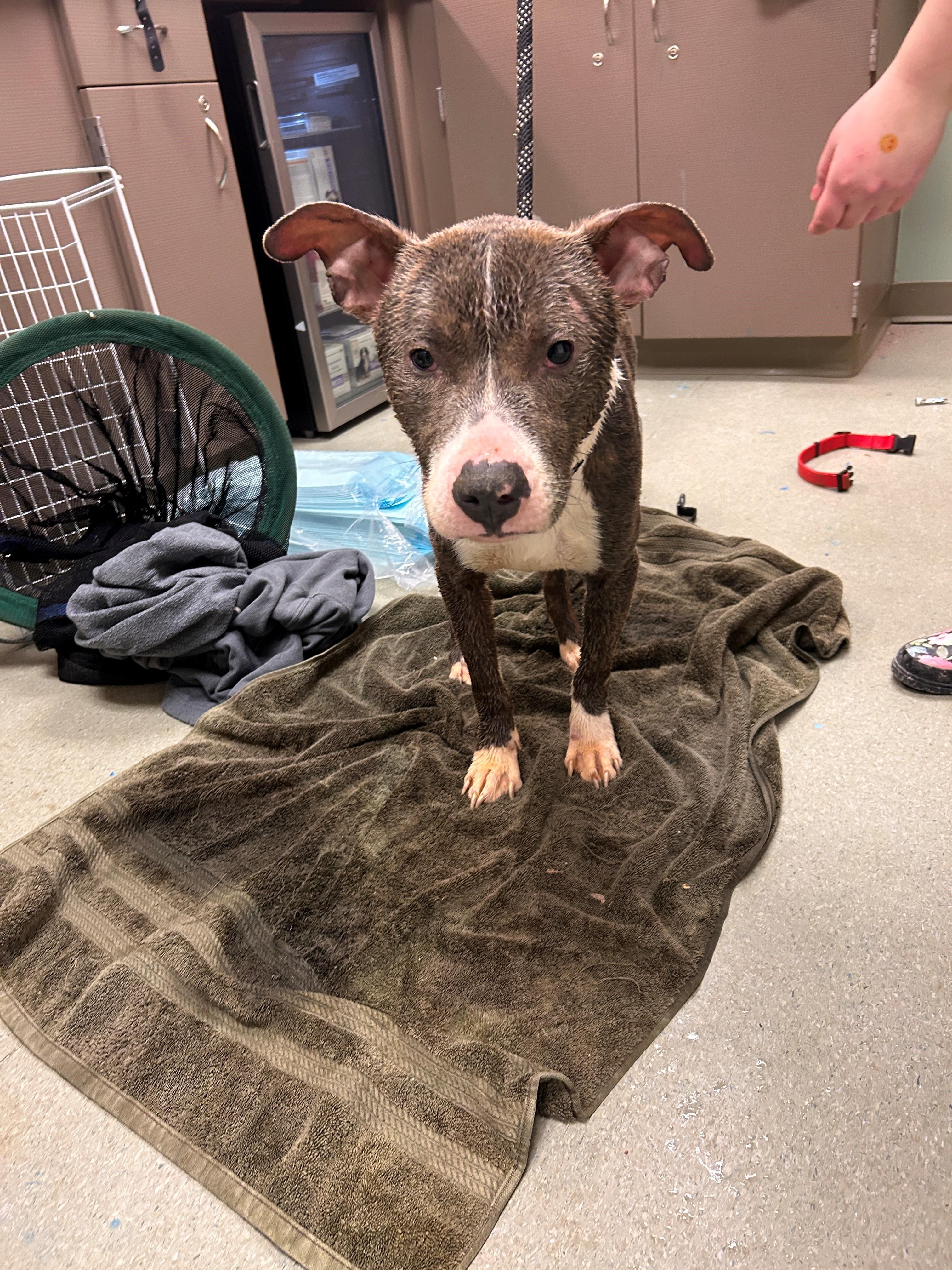 26-0055 "Murphy", ADOPTABLE, Adult Male Pit Bull Terrier.