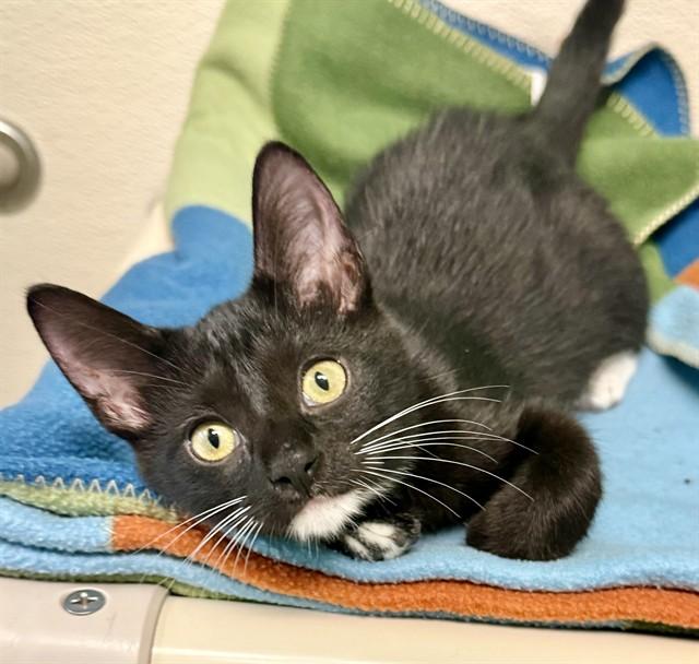 Enlarge BETTY, a Adoptable Domestic Short Hair in Sarasota, FL image 1/1