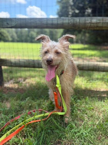 Enlarge Wren, a Adoptable mixed breed in Southern Pines, NC image 1/1