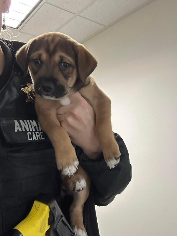 Yolandi — thumbnail 2