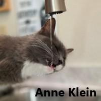 Enlarge Anne Klein, an adopted Domestic Short Hair in Olympia, WA image 1/1