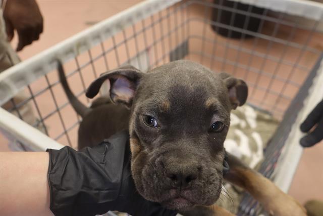 Enlarge PINE, a Adoptable Mixed Breed in Columbia, SC image 1/1