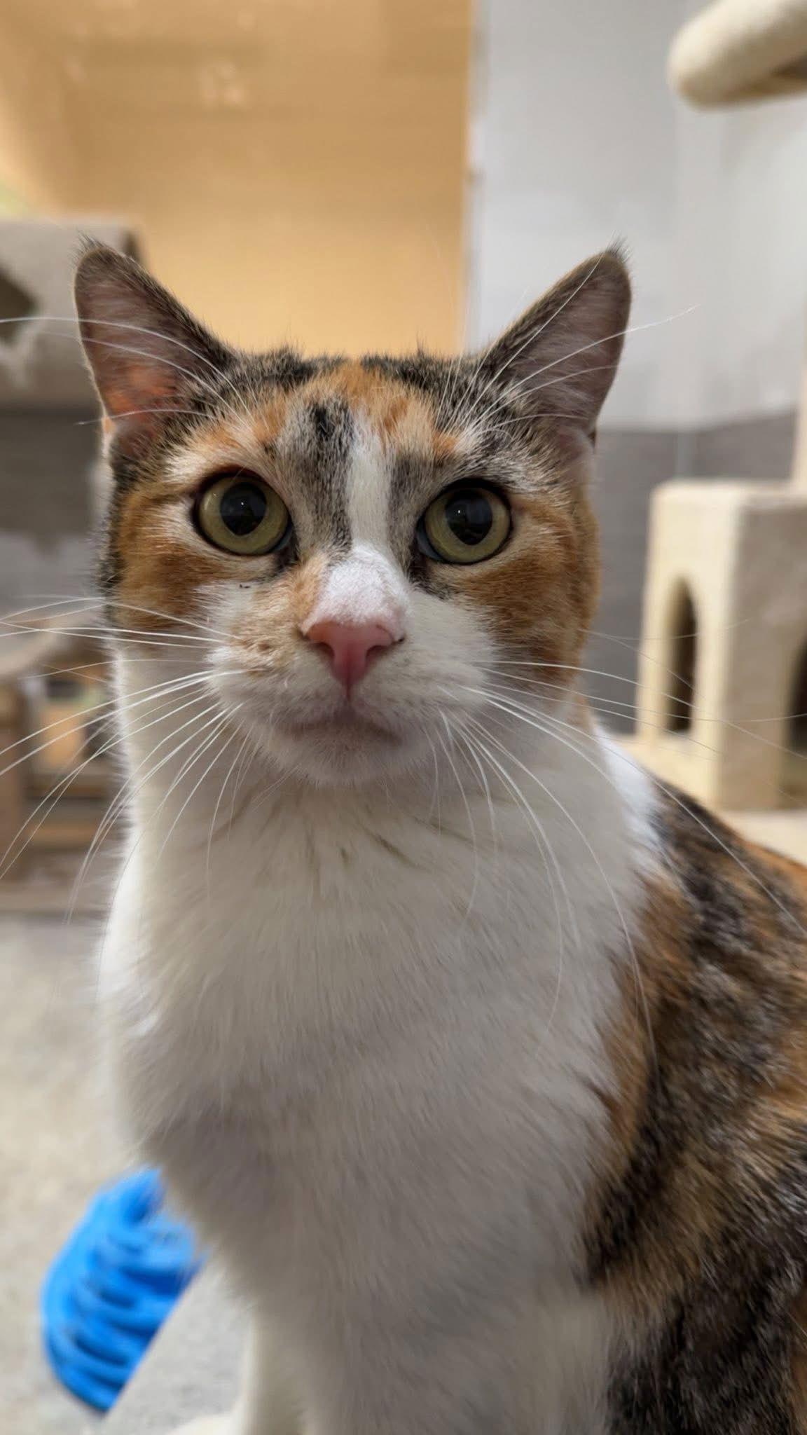 Enlarge Brenda - Calico - Foster Care, a Adopted Calico in Mitchell, SD image 1/2