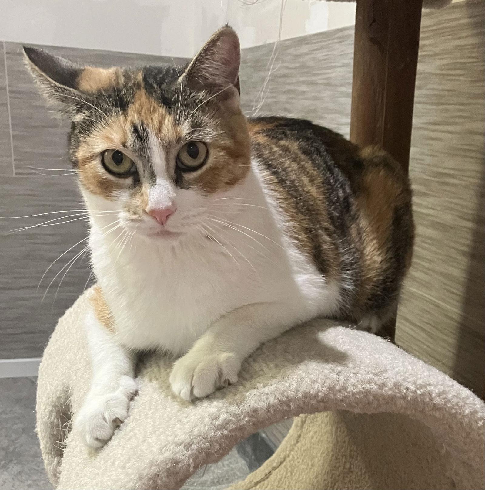 Enlarge Brenda - Calico - Foster Care, a Adopted Calico in Mitchell, SD image 2/2