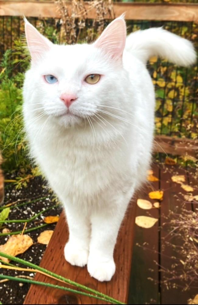 Jynx, Adopted, Adult Male Domestic Long Hair.