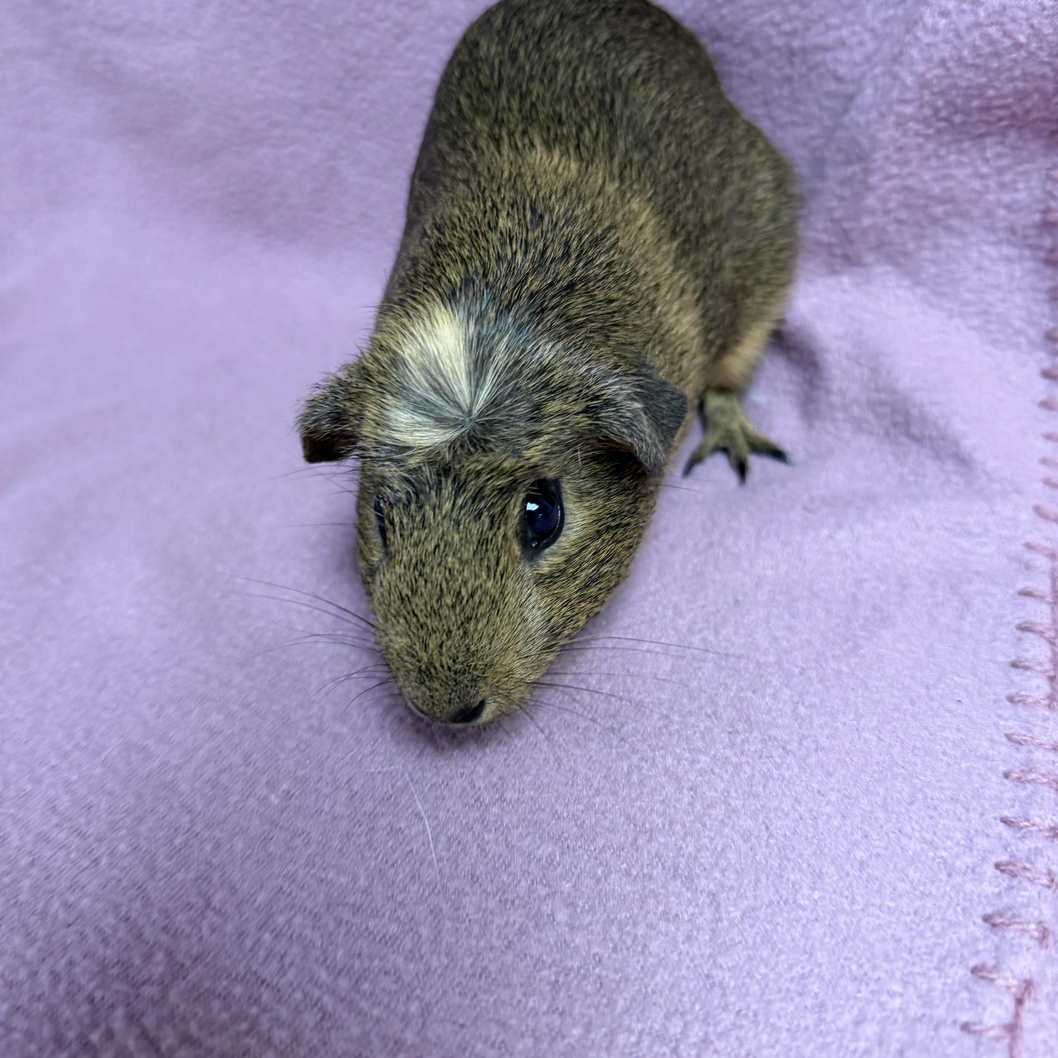 Enlarge Victoria, a Adopted Guinea Pig in Edinburg, PA image 5/6