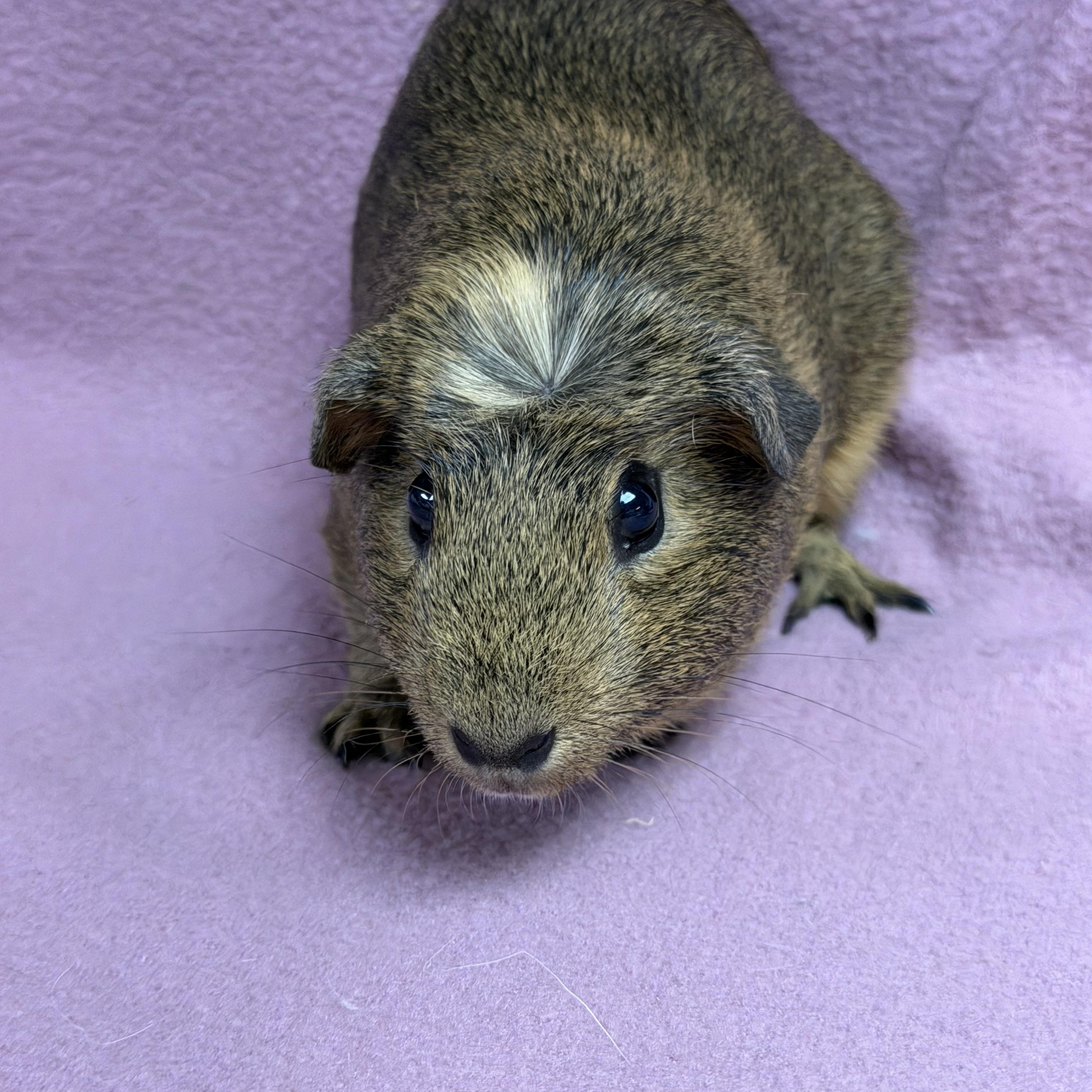 Enlarge Victoria, a Adopted Guinea Pig in Edinburg, PA image 3/6