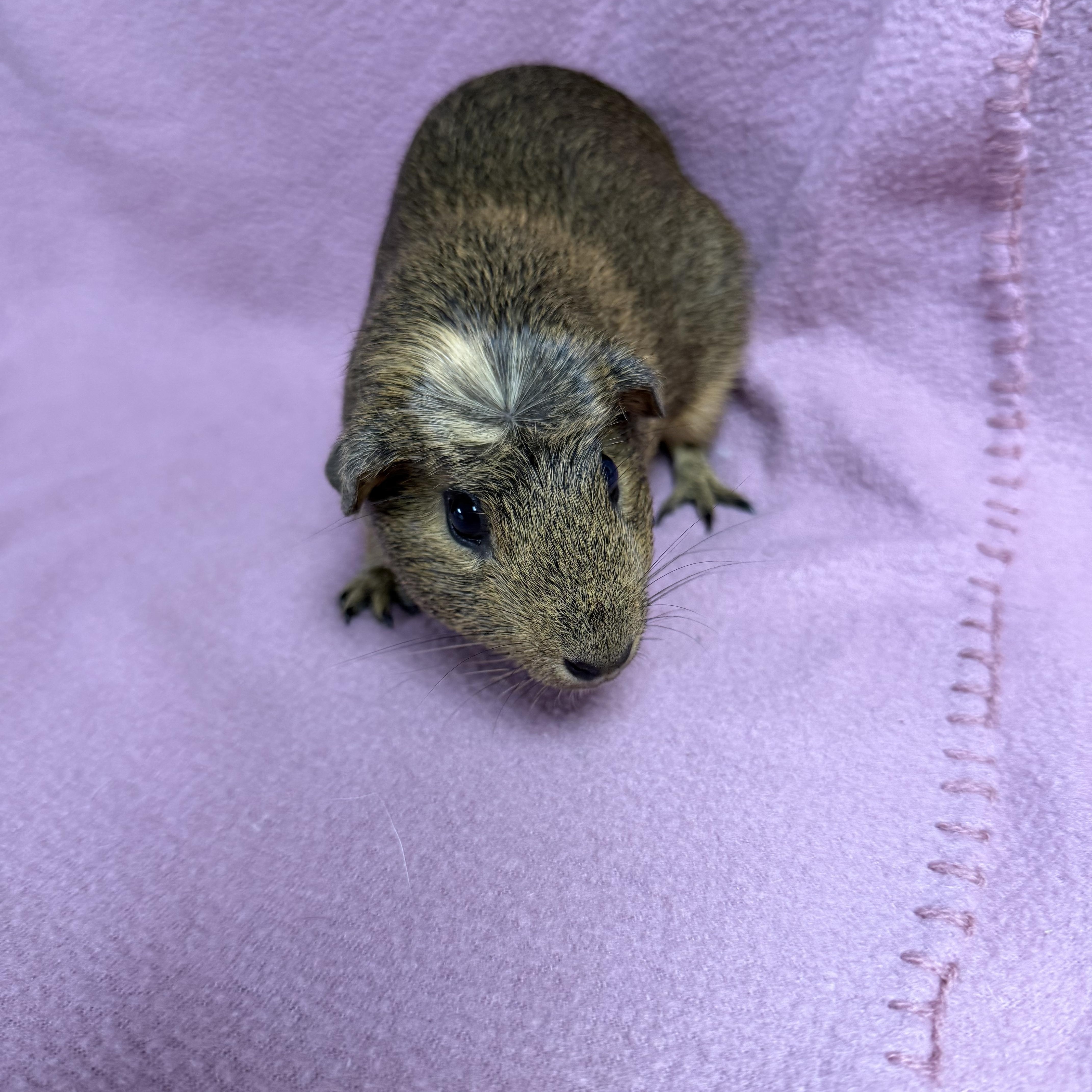Enlarge Victoria, a Adopted Guinea Pig in Edinburg, PA image 4/6