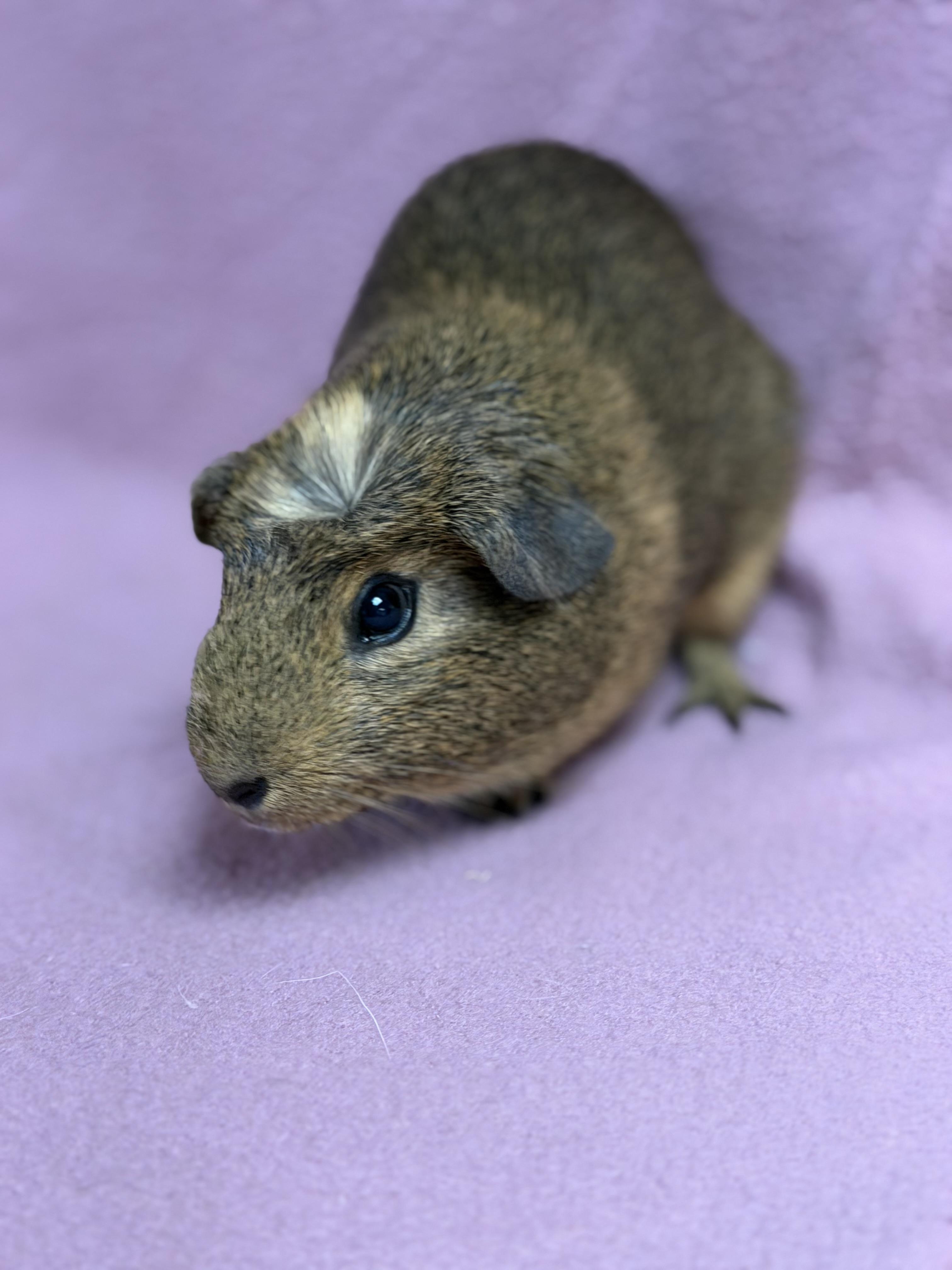 Enlarge Victoria, a Adopted Guinea Pig in Edinburg, PA image 2/6