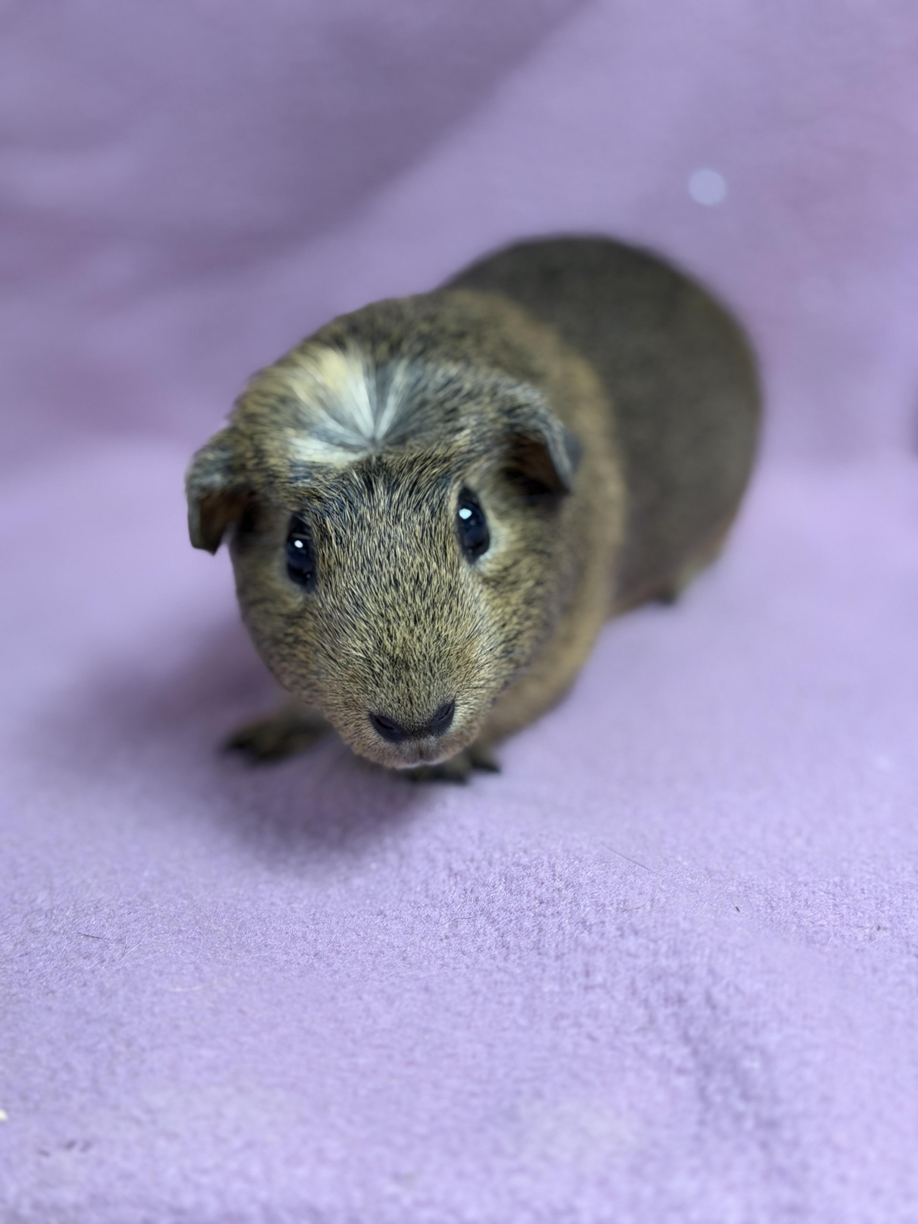 Victoria, Adopted, Young Female Guinea Pig.