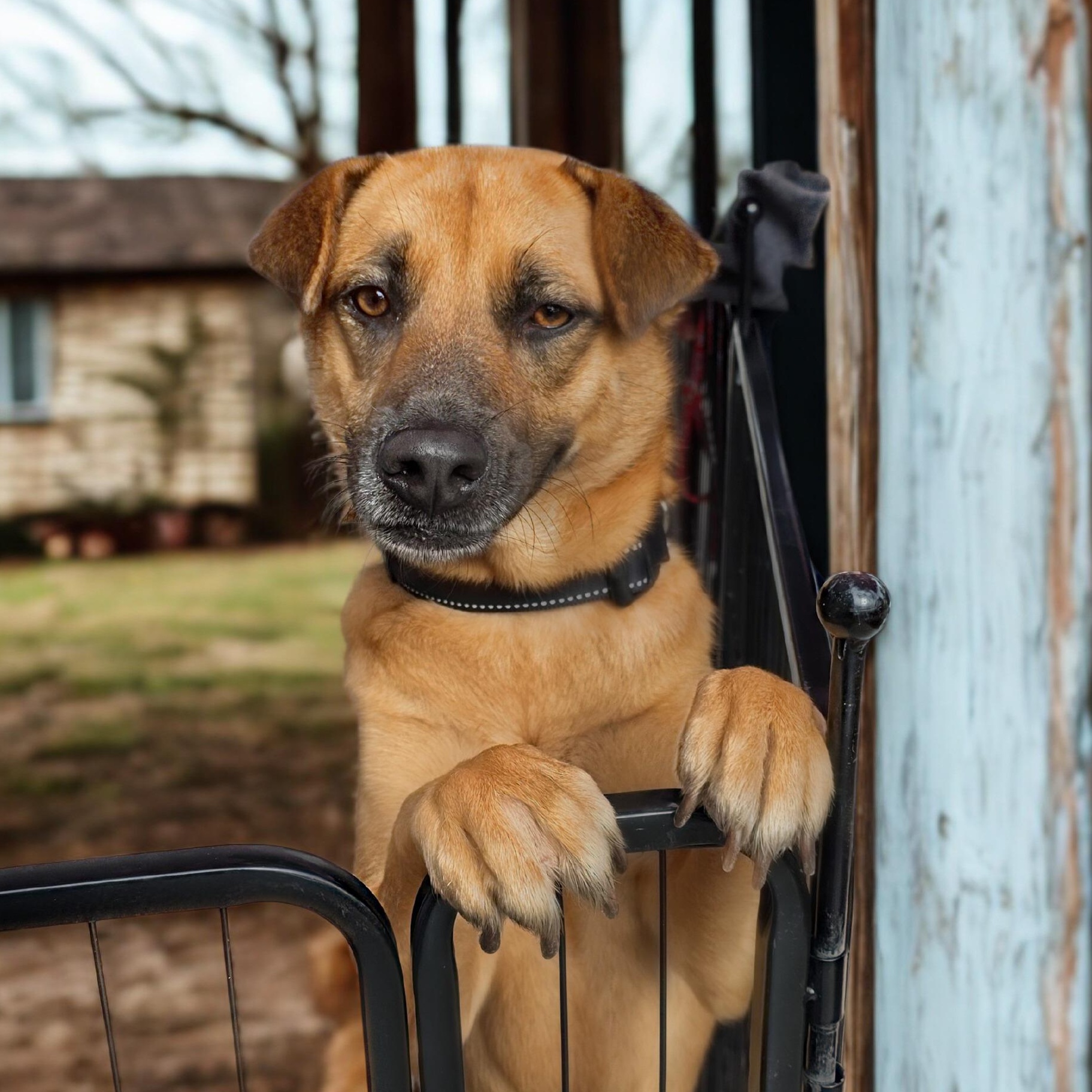 Myrtle, ADOPTABLE, Adult Female Belgian Shepherd / Malinois.