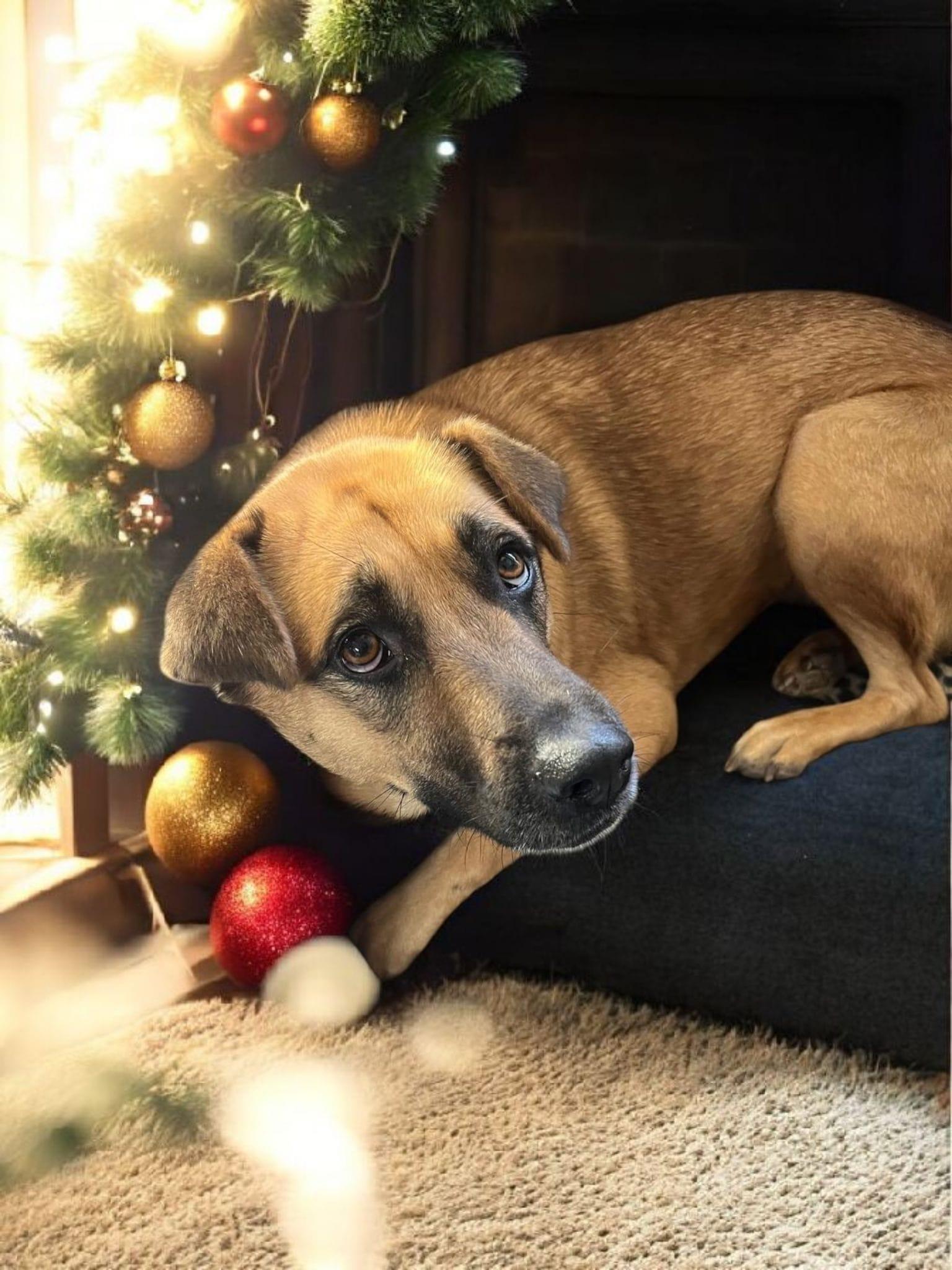 Myrtle, ADOPTABLE, Adult Female Belgian Shepherd / Malinois.