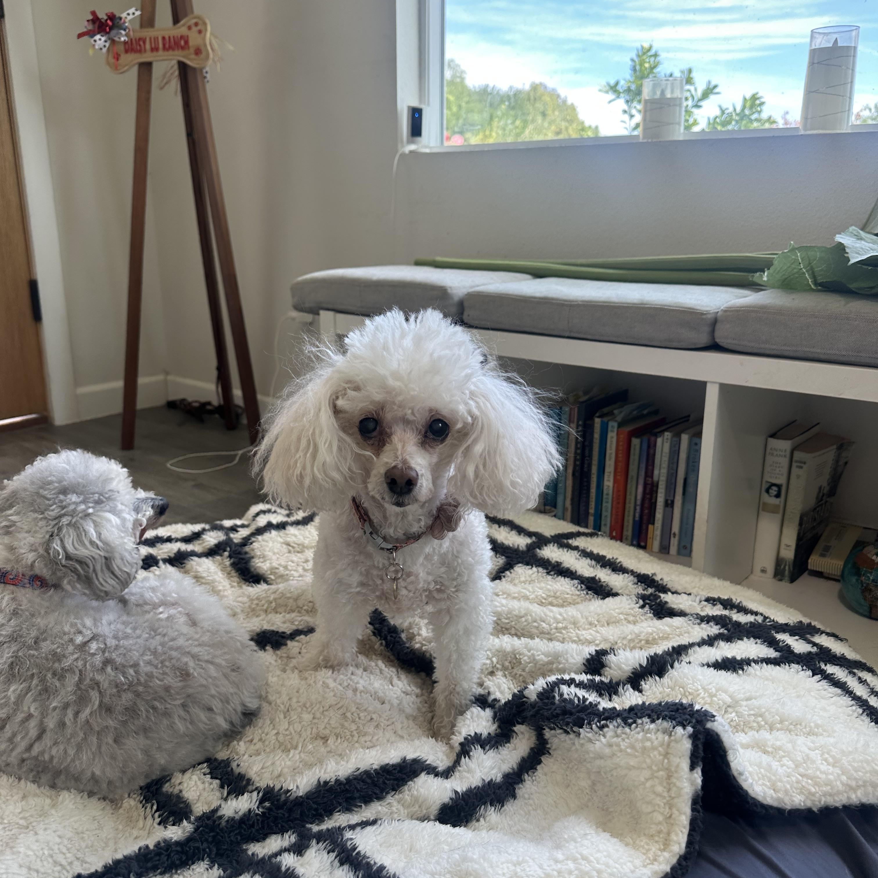 Gigi, ADOPTABLE, Senior Female Miniature Poodle.