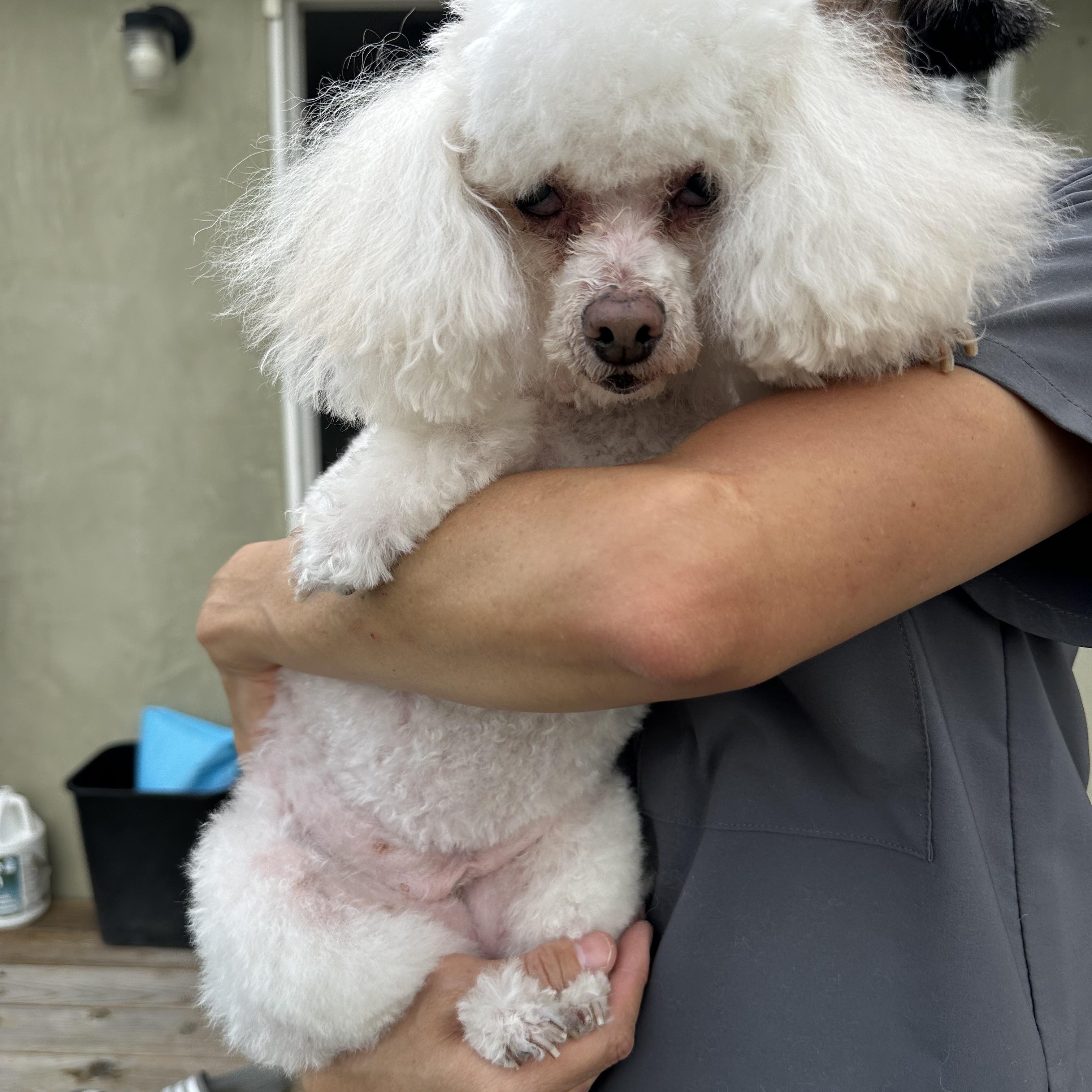 Enlarge Gigi, a ADOPTABLE Miniature Poodle in Camarillo, CA image 2/3