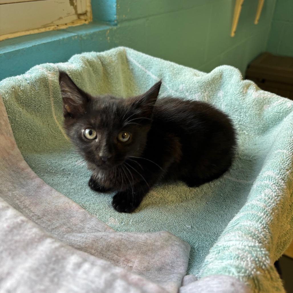 Enlarge Batman, a Adoptable Domestic Short Hair in Roxboro, NC image 1/5