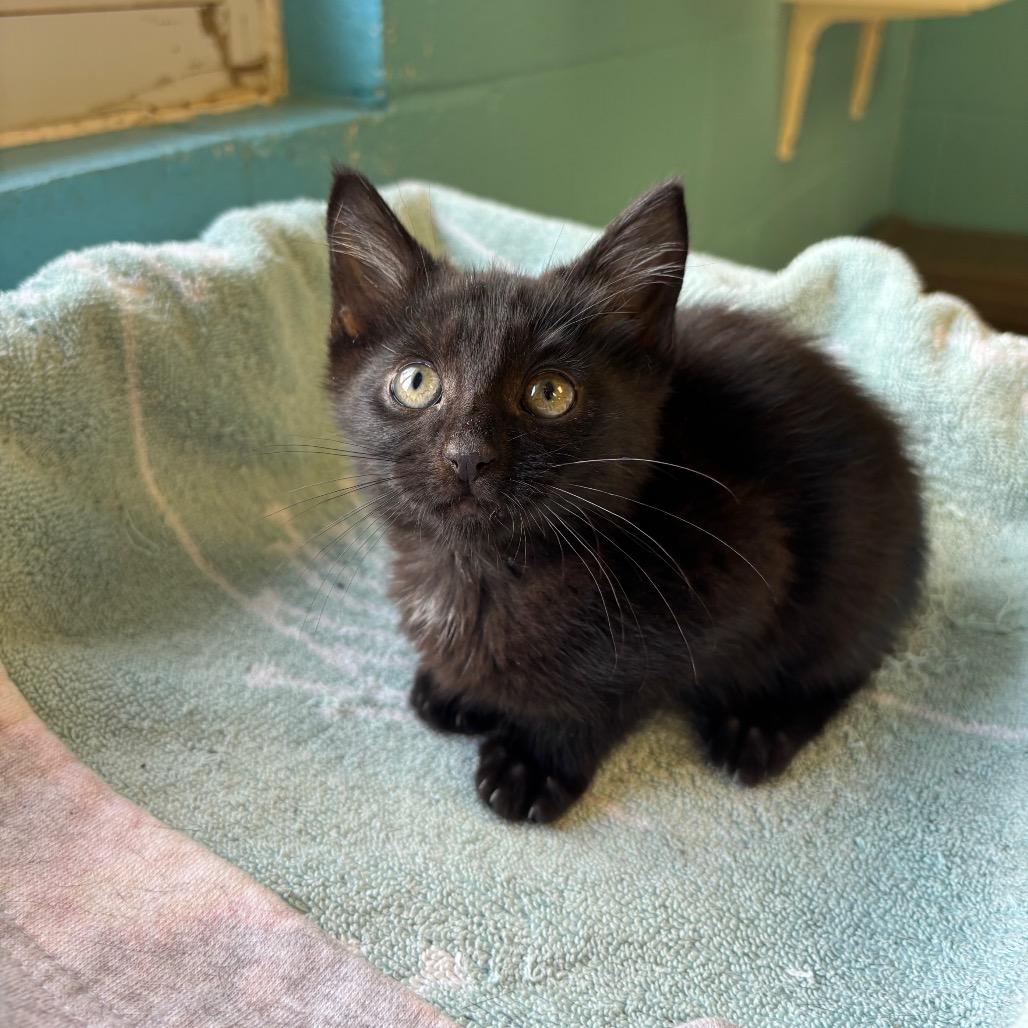 Enlarge Batman, a Adoptable Domestic Short Hair in Roxboro, NC image 2/5