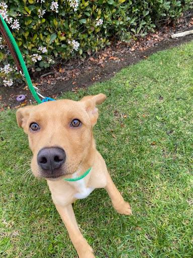 Linus, a Adoptable Pit Bull Terrier in Rancho Santa Margarita, CA image 4/4