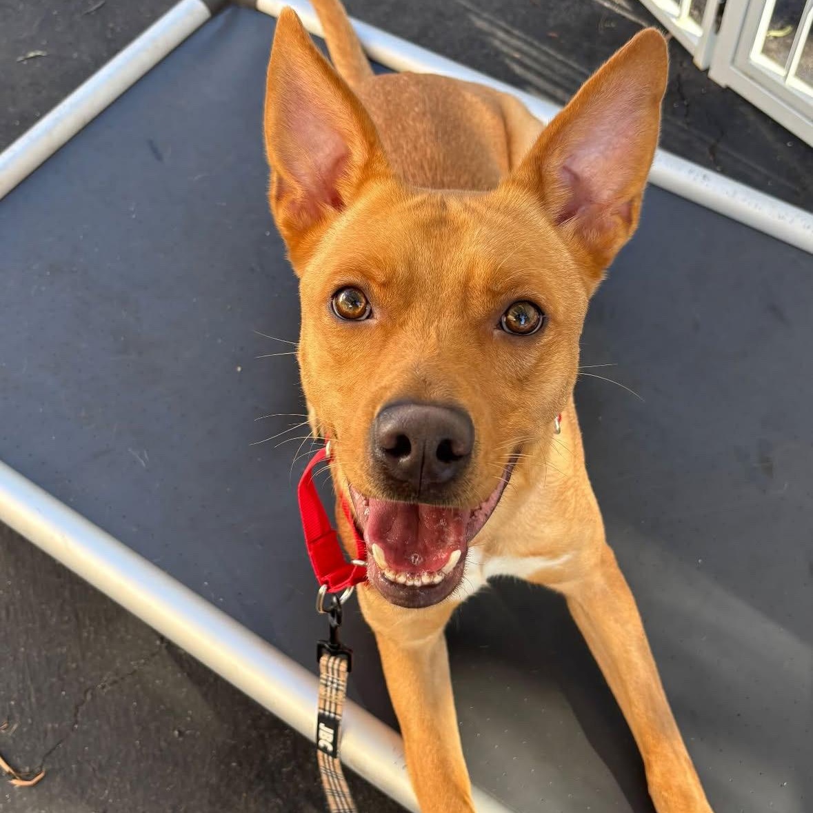 Linus, Adoptable, Young Male Pit Bull Terrier.