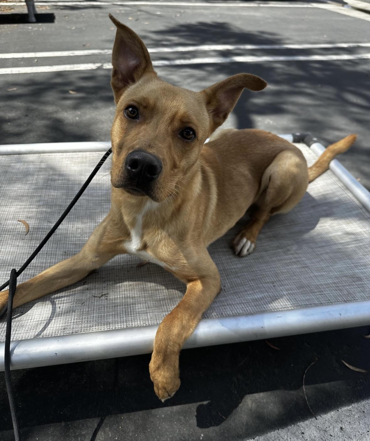 Linus, a Adoptable Pit Bull Terrier in Rancho Santa Margarita, CA image 2/4
