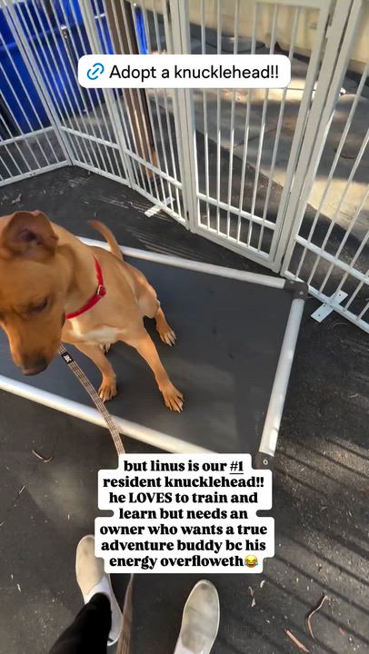 Enlarge Linus, a Adoptable Pit Bull Terrier in Rancho Santa Margarita, CA video 3/4