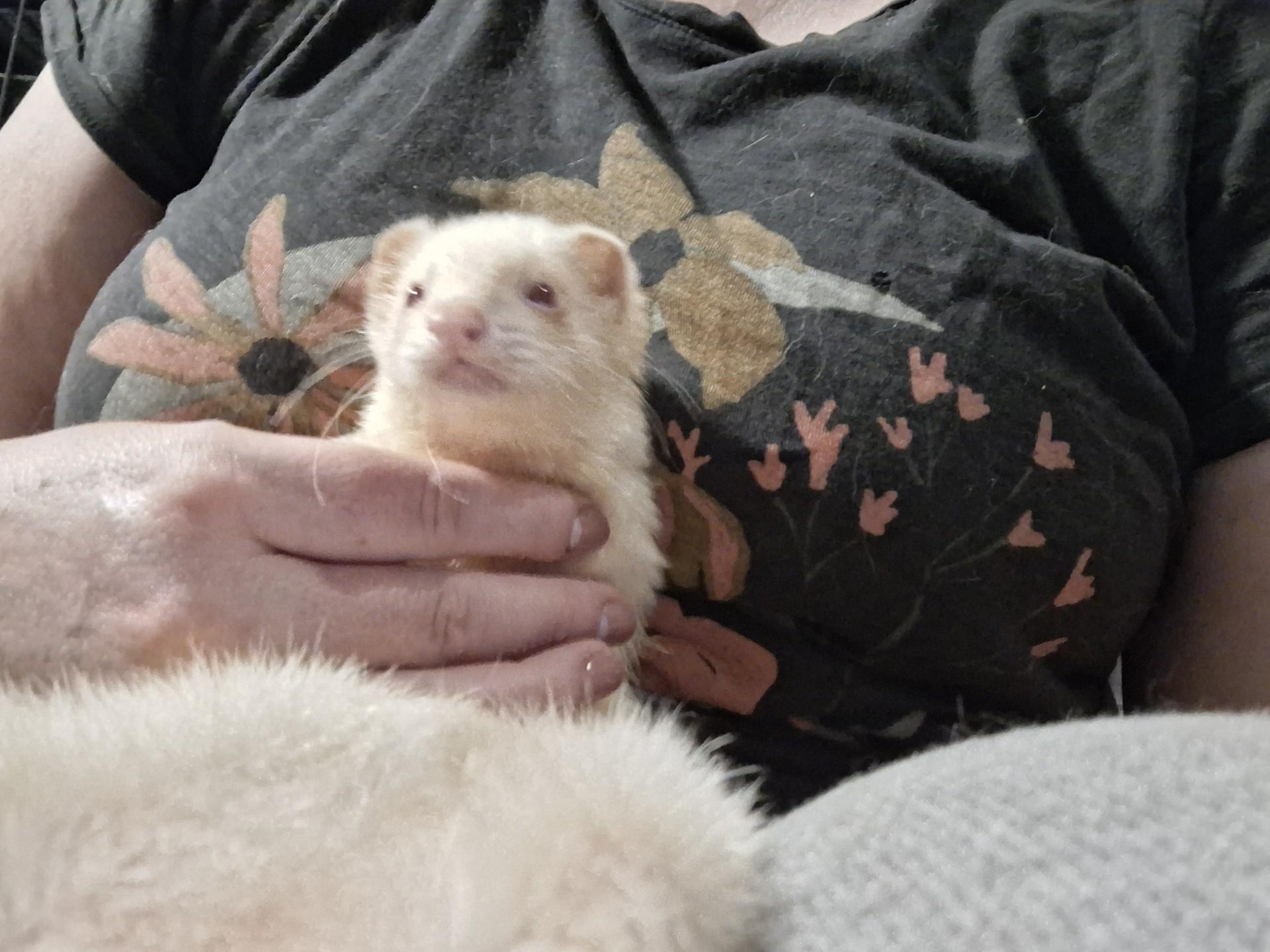 Enlarge Astrid, a ADOPTABLE Ferret in Lake worth, FL image 1/1