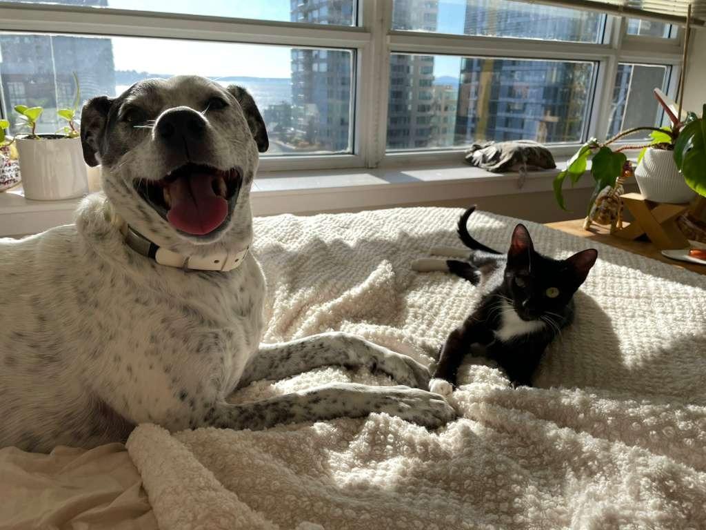 Jasper, Adoptable, Young Female Domestic Short Hair.