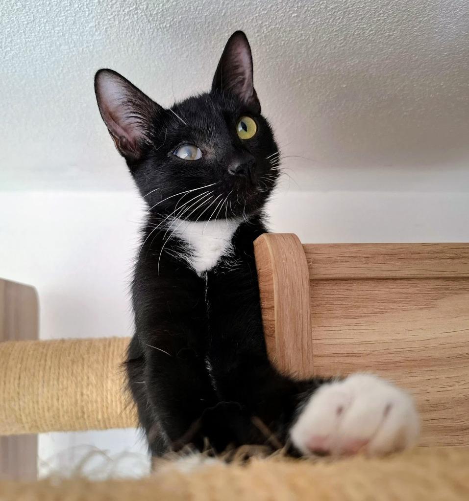 Jasper, a Adoptable mixed breed in San Jose, CA image 2/6