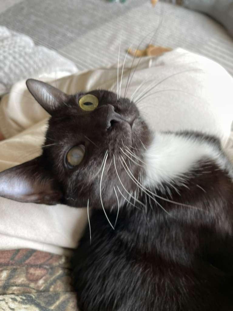 Jasper, a Adoptable mixed breed in San Jose, CA image 3/6