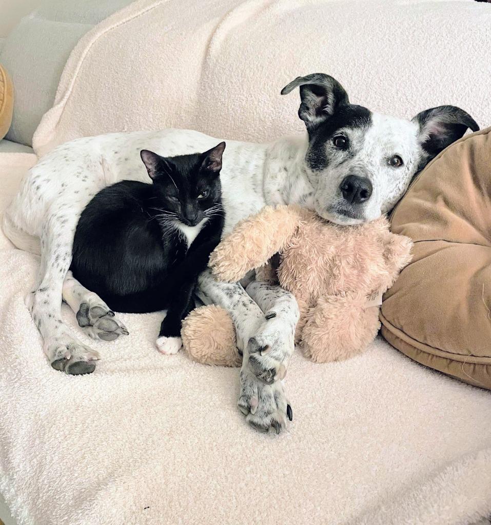 Jasper, a Adoptable mixed breed in San Jose, CA image 4/6