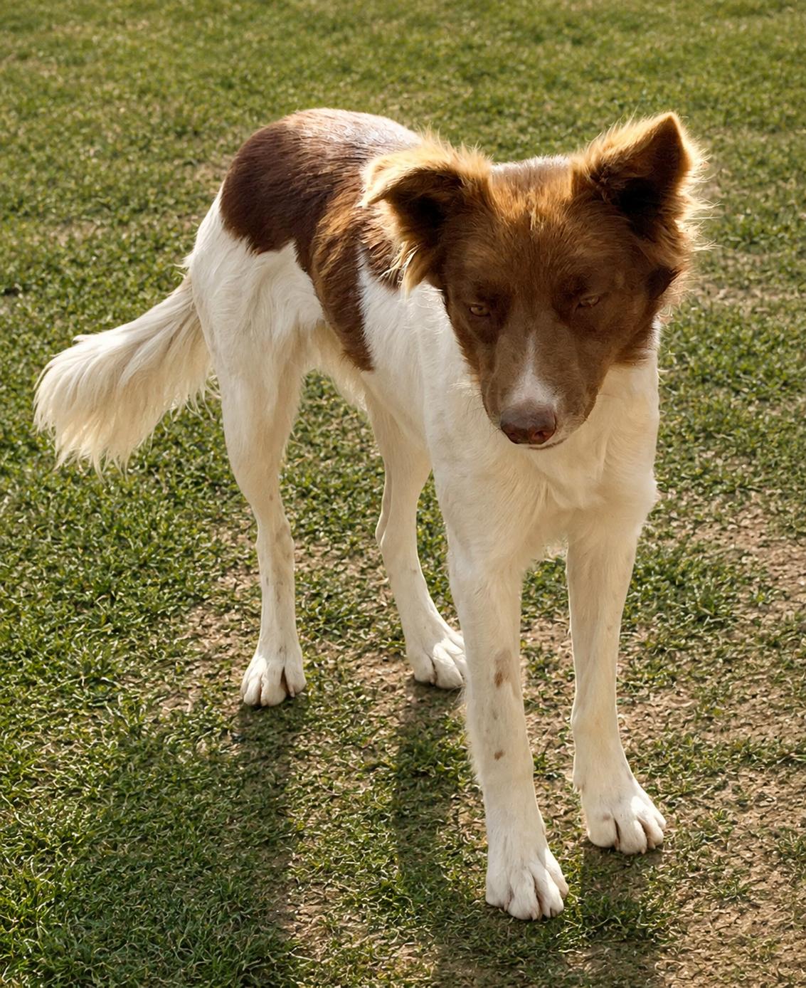 Enlarge Sophia, a Adopted Border Collie in Colville , WA image 2/3