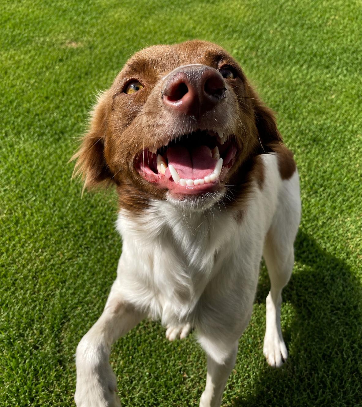 Enlarge Sophia, a Adopted Border Collie in Colville , WA image 1/3
