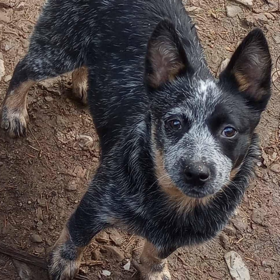 Enlarge Nora (Silver Creek, WA), an adopted mixed breed in Mount Vernon, WA image 3/6
