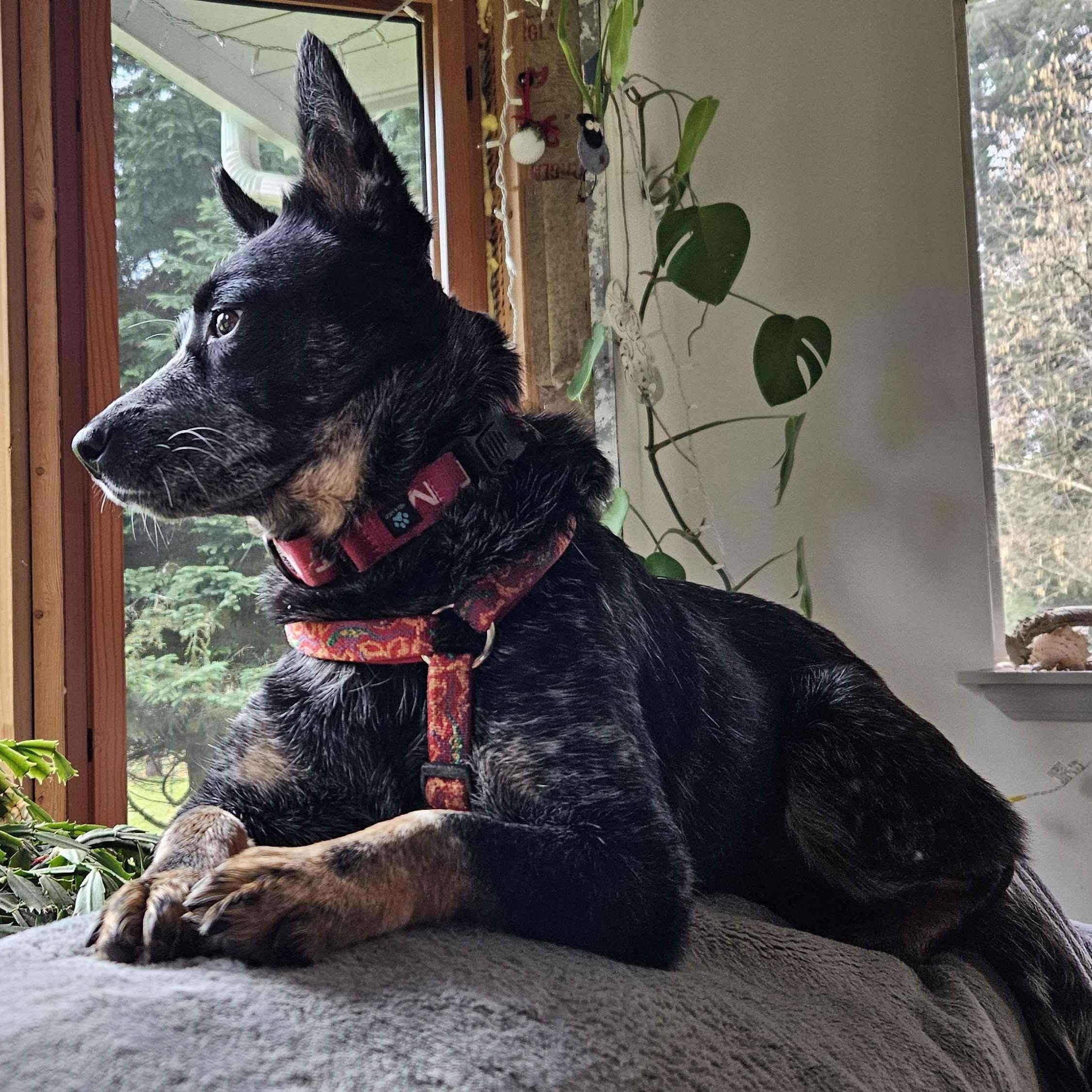 Enlarge Nora (Silver Creek, WA), an adopted mixed breed in Mount Vernon, WA image 5/6