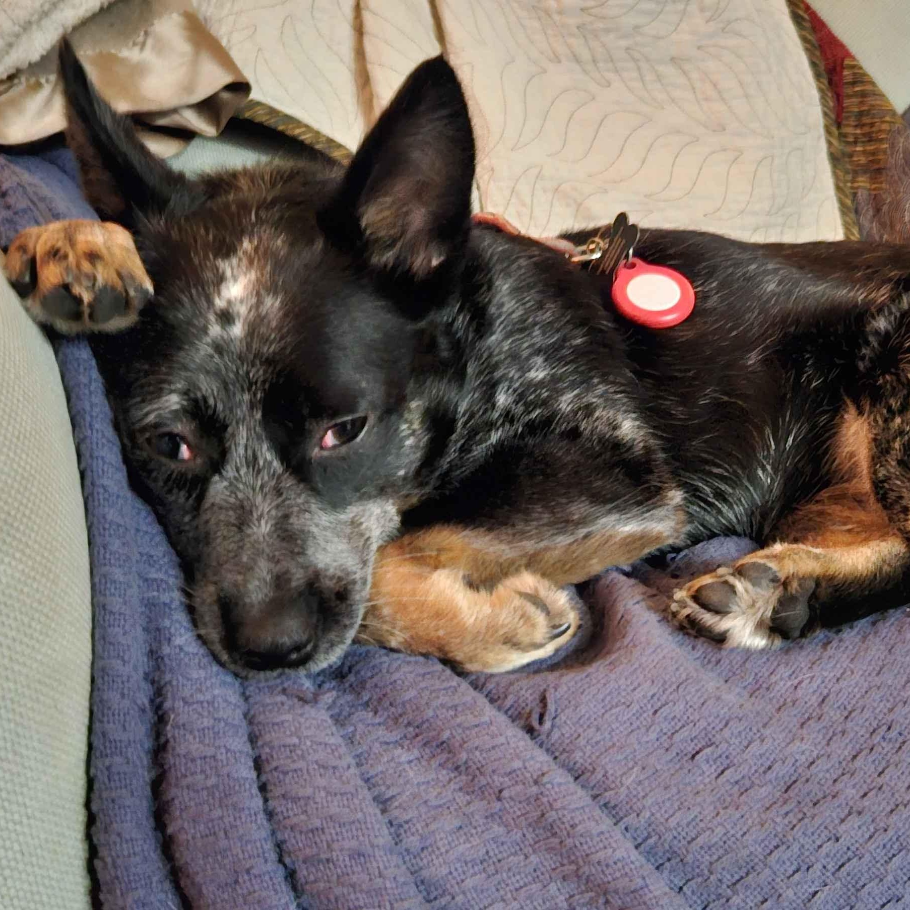 Enlarge Nora (Silver Creek, WA), an adopted mixed breed in Mount Vernon, WA image 2/6