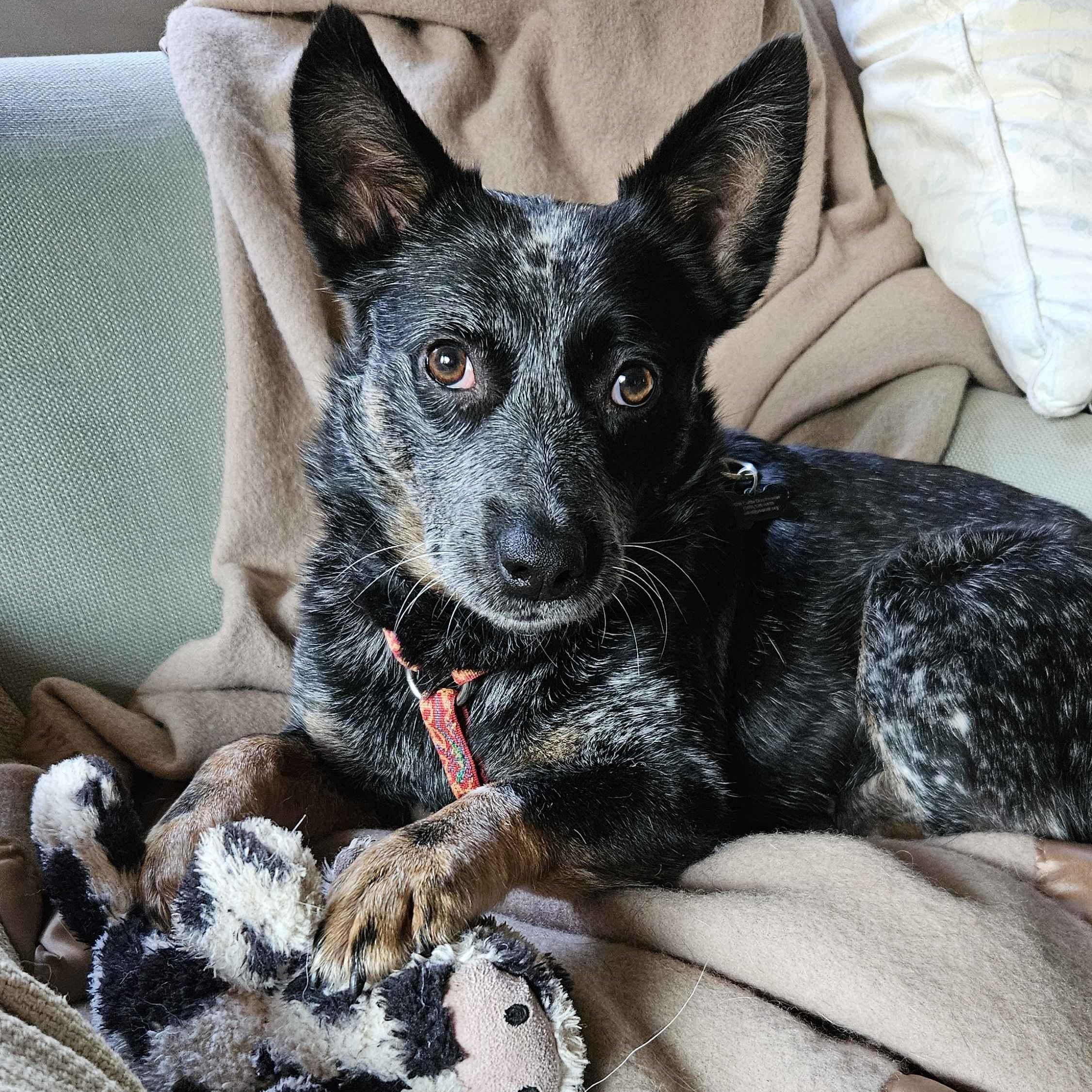 Enlarge Nora (Silver Creek, WA), an adopted mixed breed in Mount Vernon, WA image 1/6