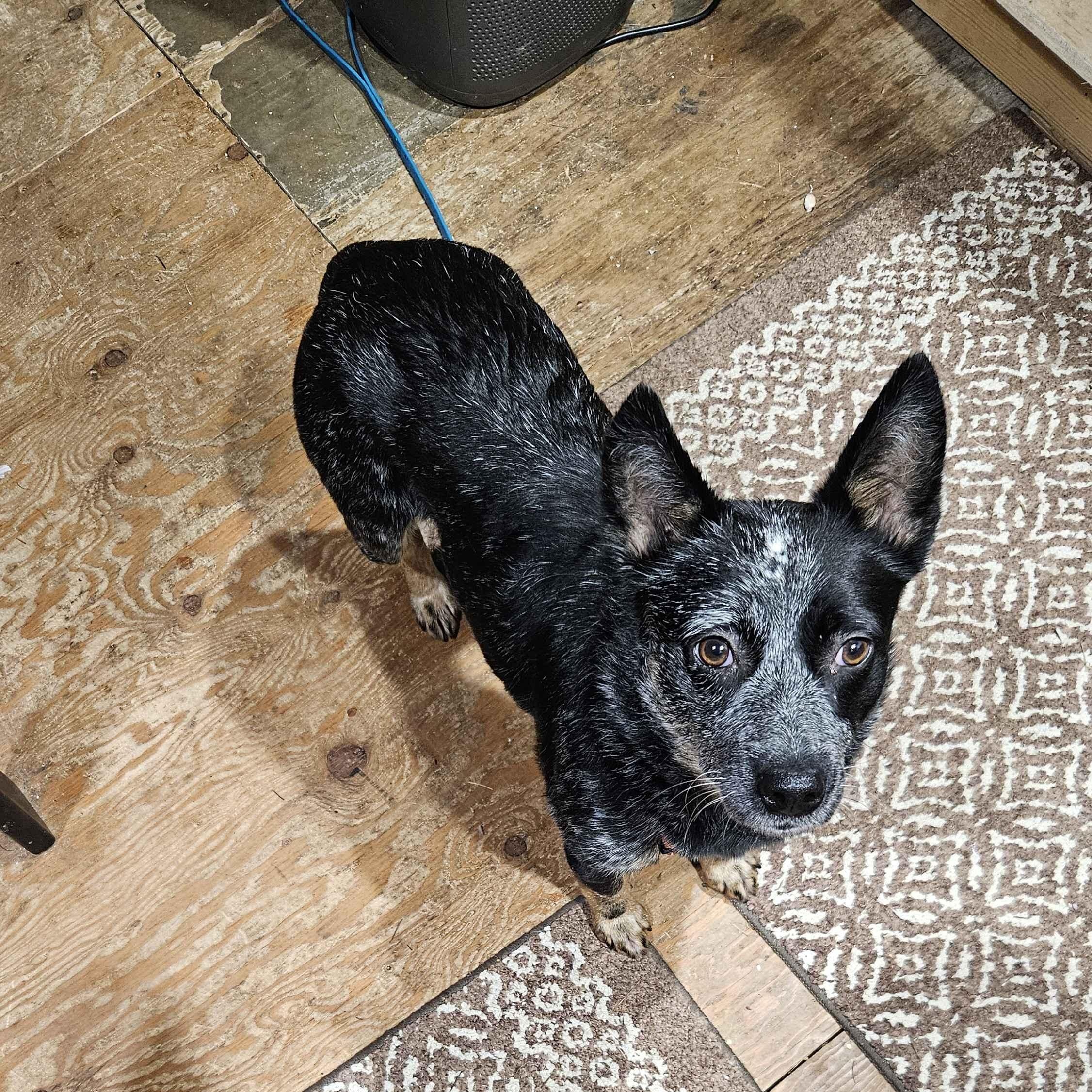 Enlarge Nora (Silver Creek, WA), an adopted mixed breed in Mount Vernon, WA image 4/6