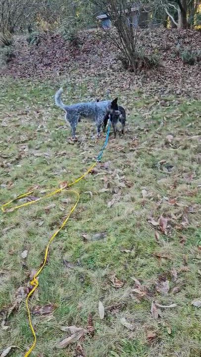 Enlarge Nora (Silver Creek, WA), an adopted mixed breed in Mount Vernon, WA video 6/6