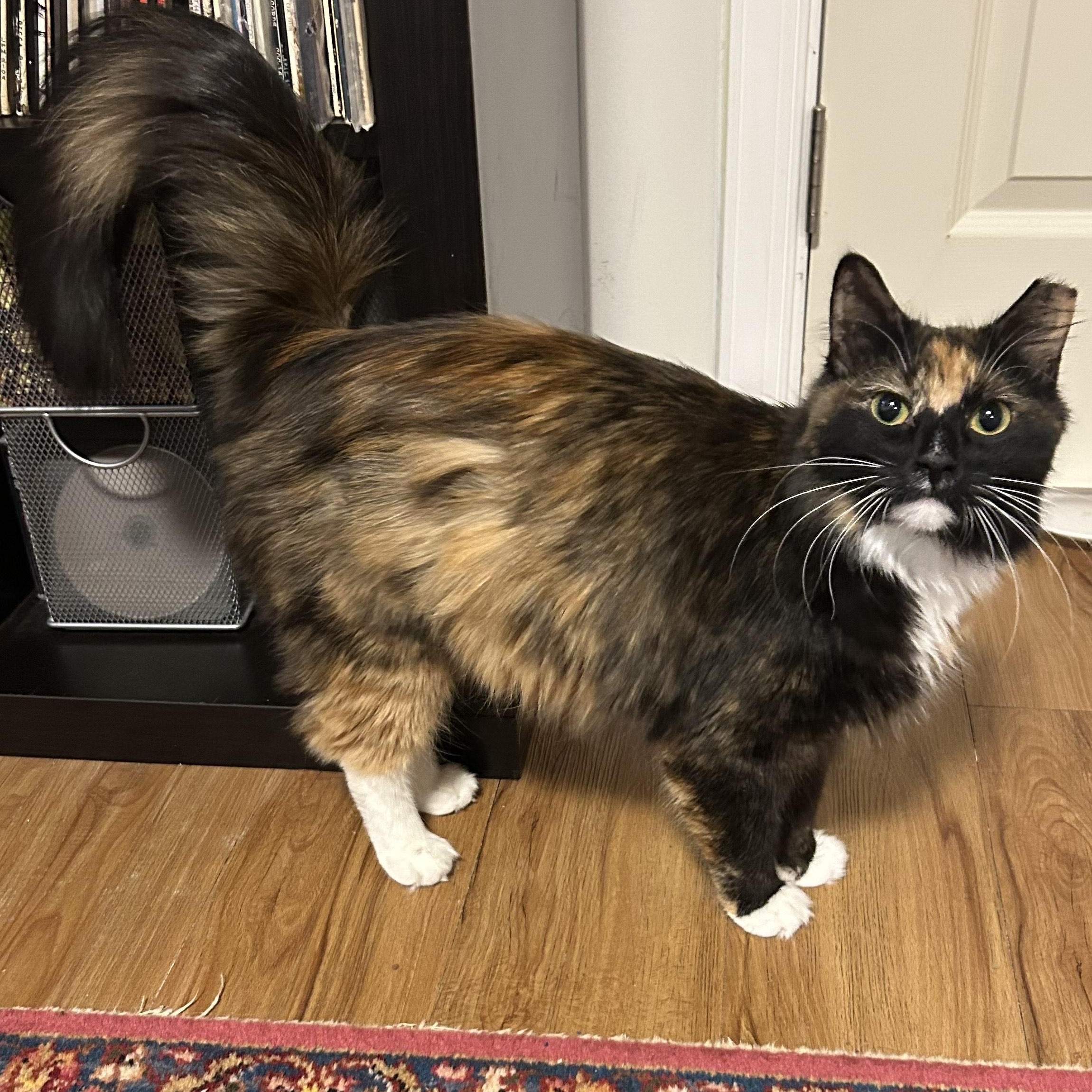 Tourmaline, adopted, Kitten Female Domestic Medium Hair & Calico.