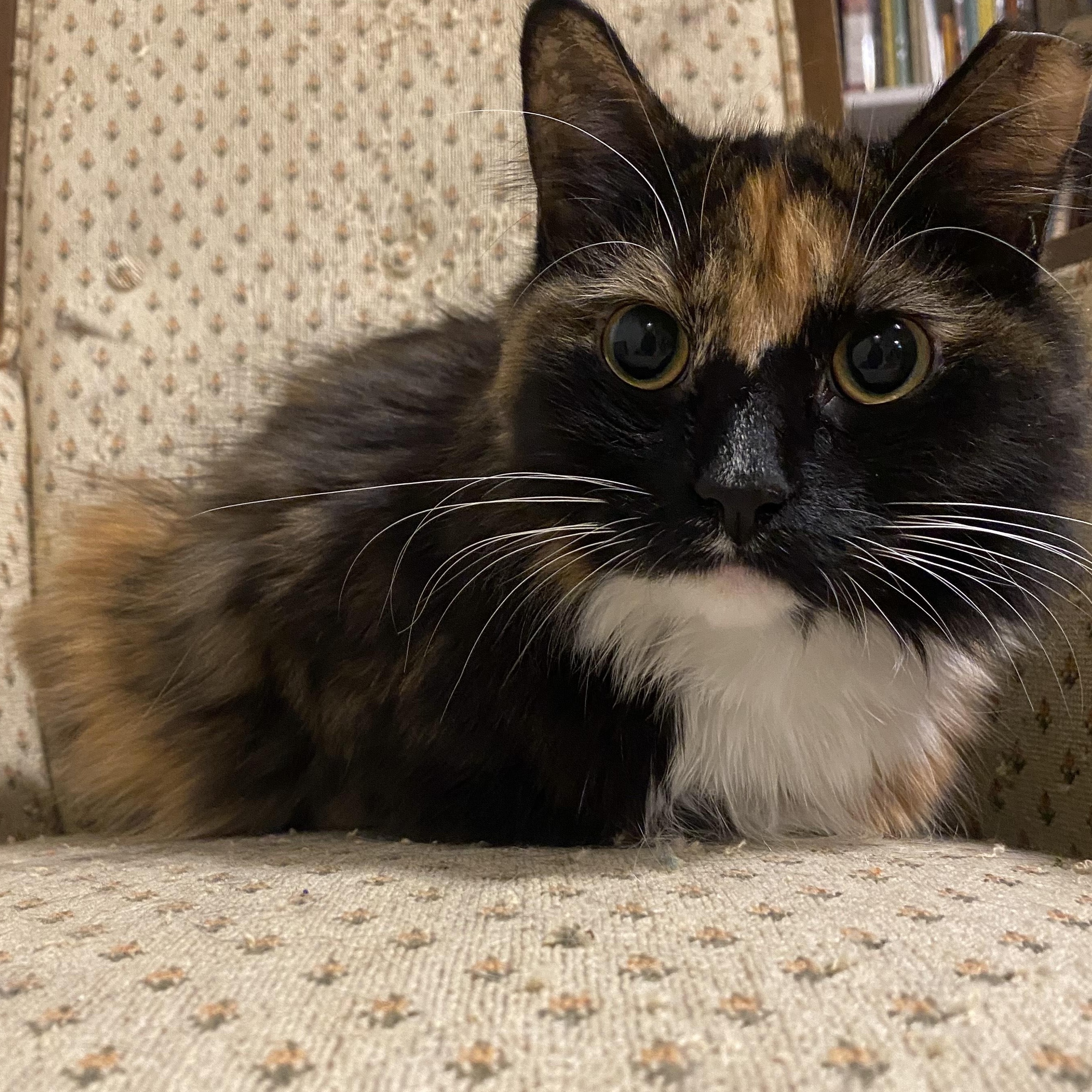 Enlarge Tourmaline, an adopted mixed breed in Hyattsville, MD image 2/6